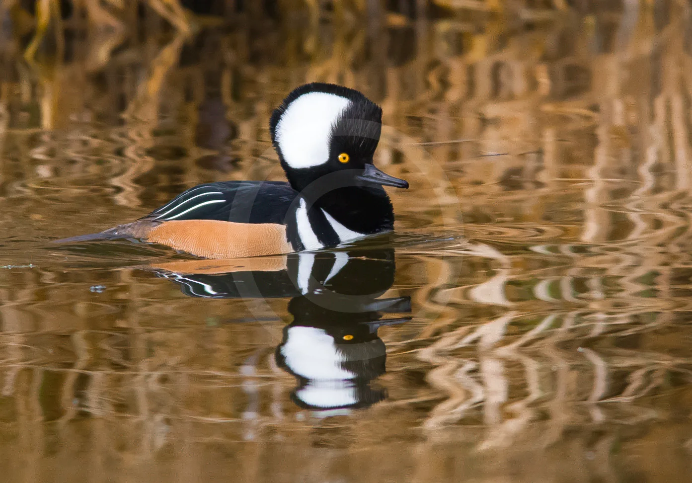 Hooded Merganser