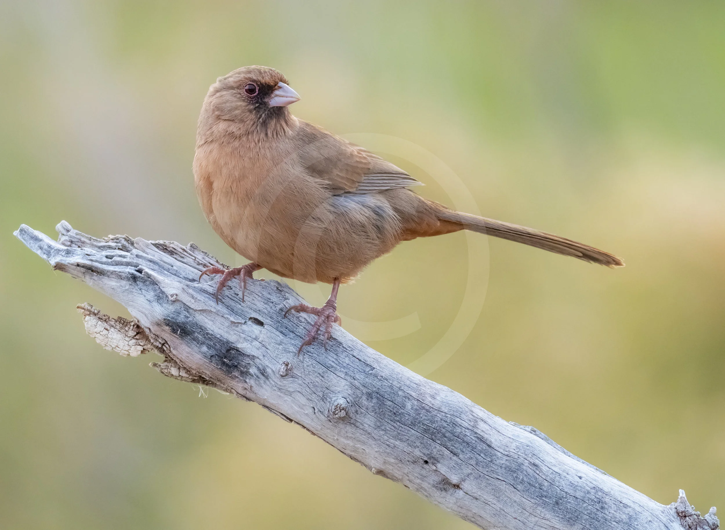 Abert's Towhee