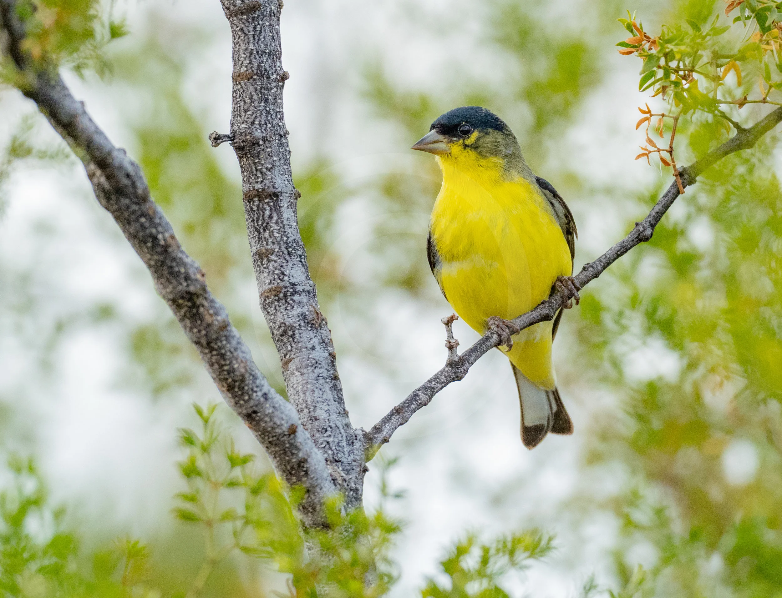 Lesser Goldfinch