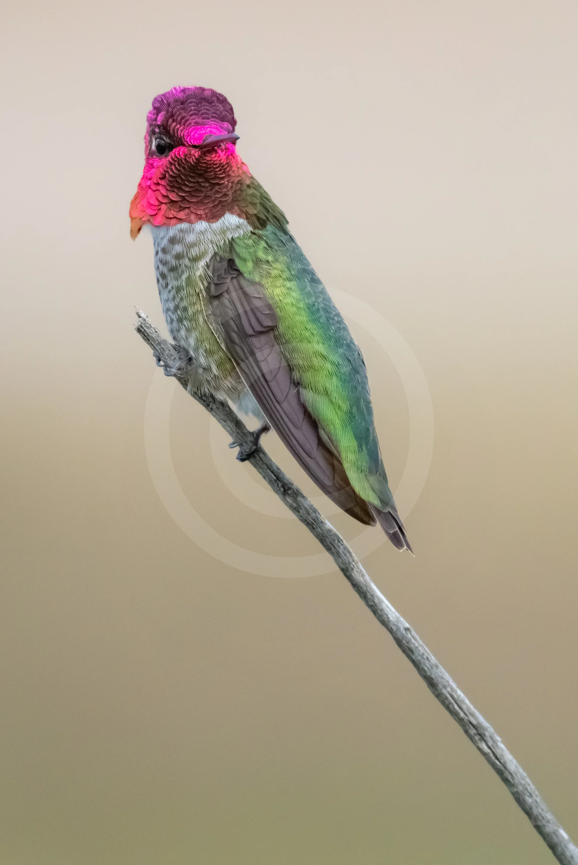 Anna's Hummingbird
