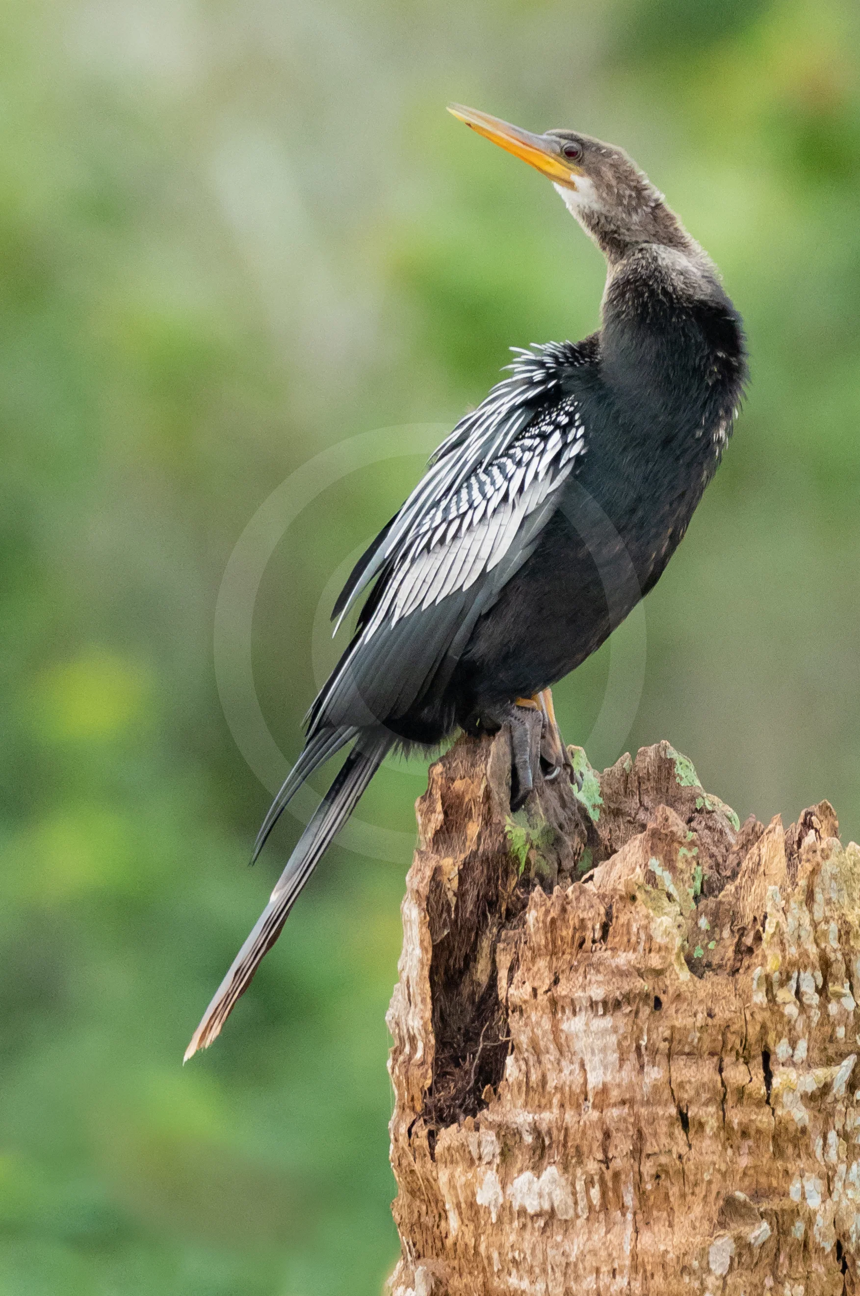 Anhinga