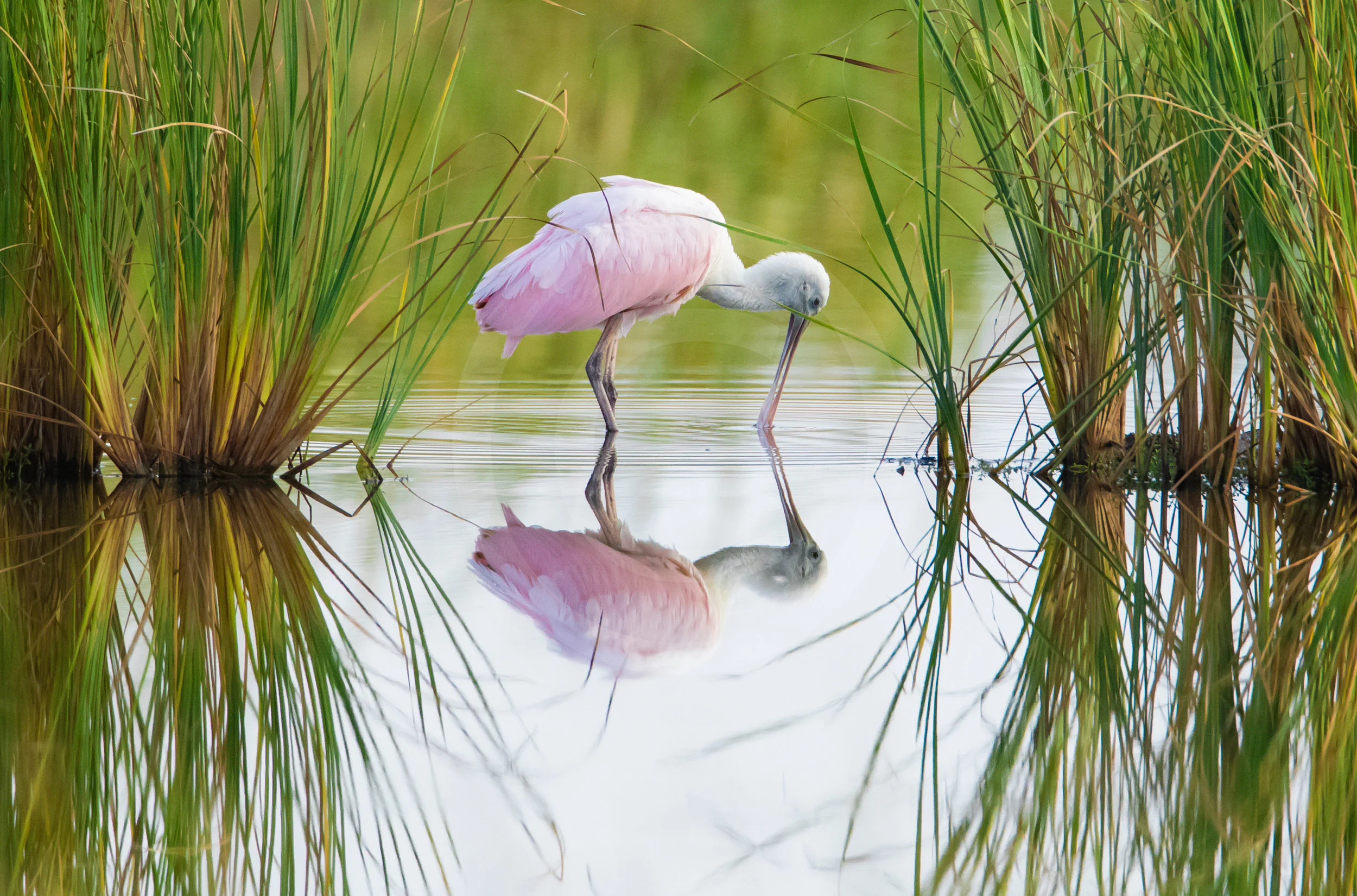 Roseate Spoonbill