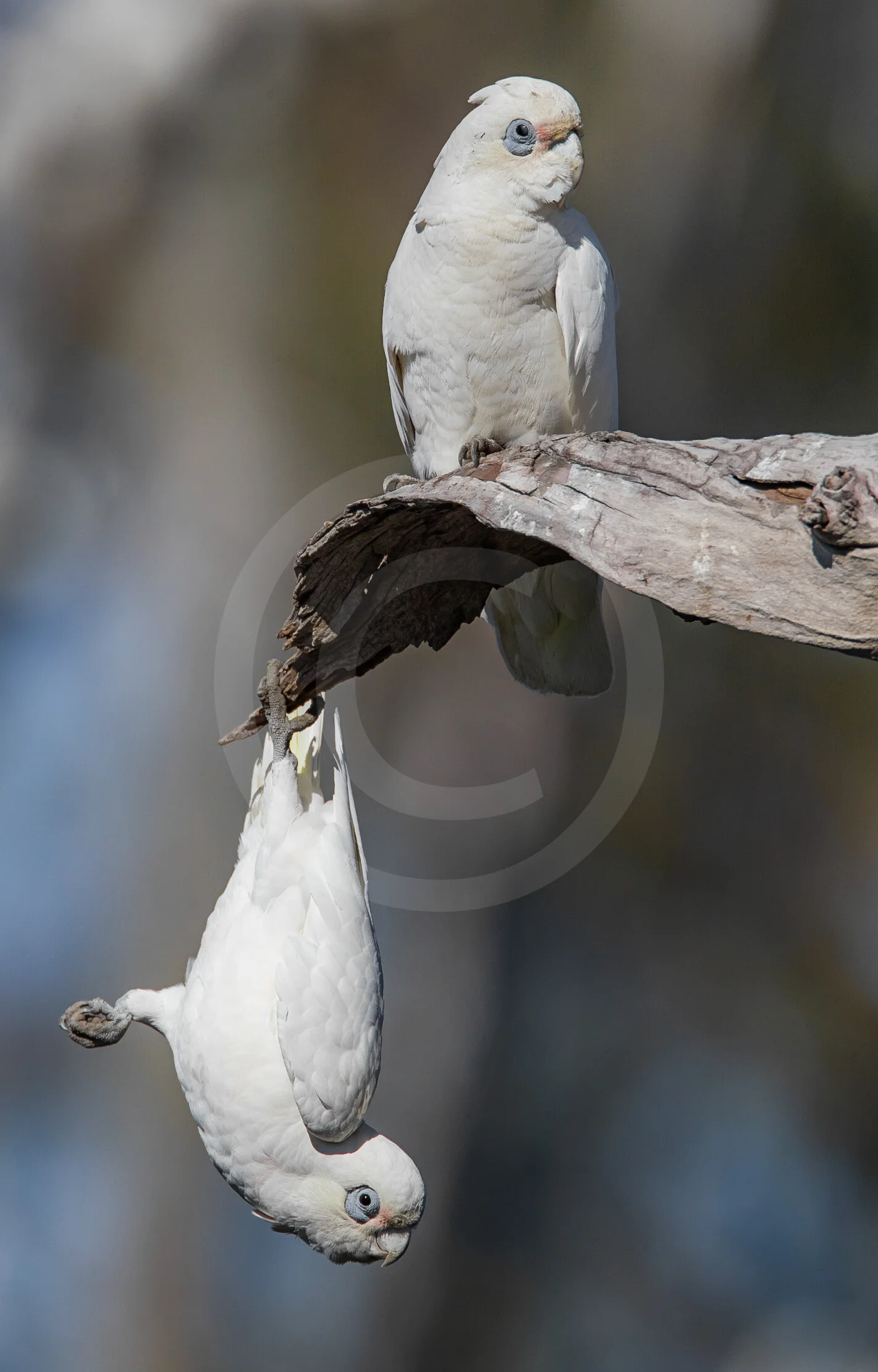 Little Corella