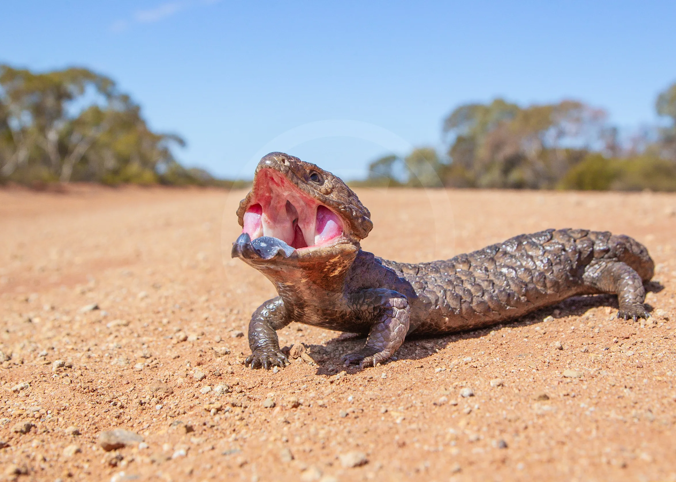 Shingle-backed Skink