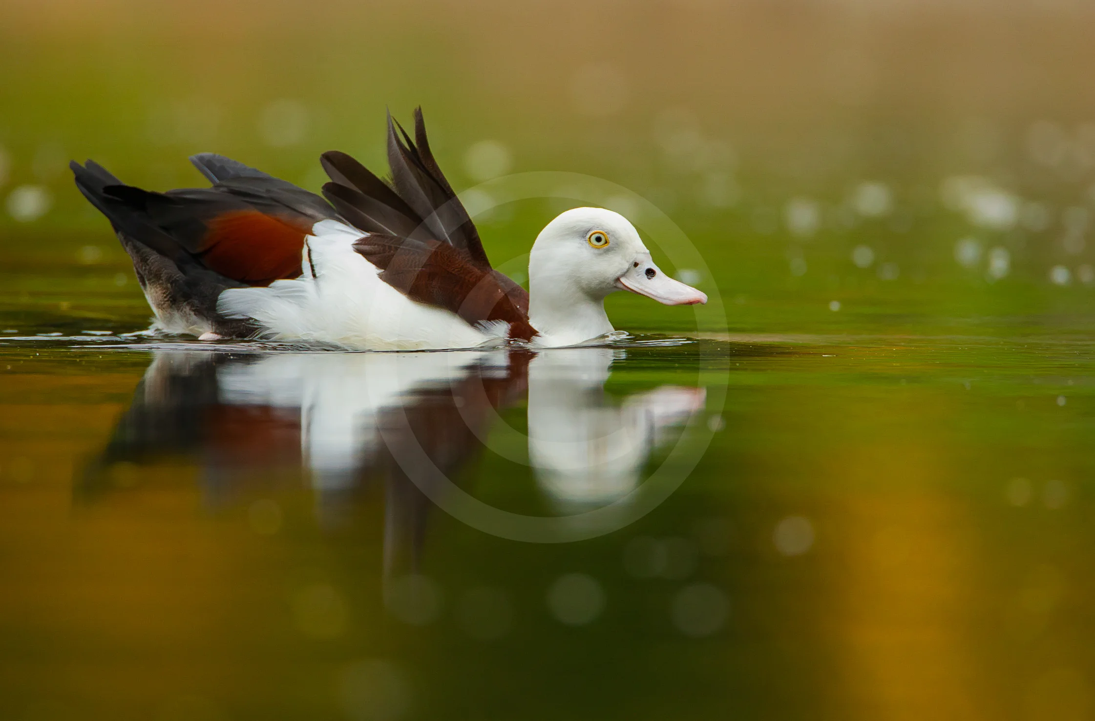 Radjah Shelduck