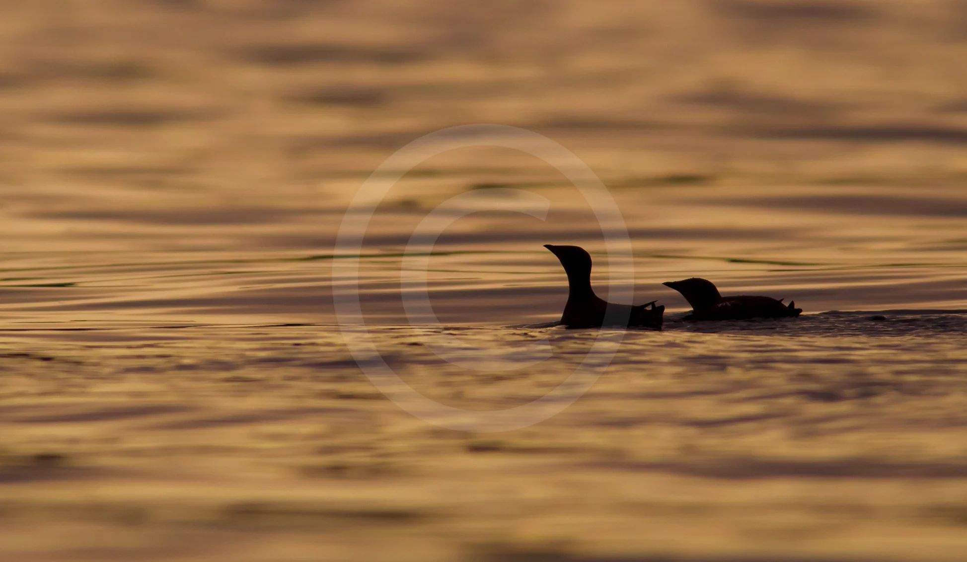 Marbled Murrelets "Together into the Sun"