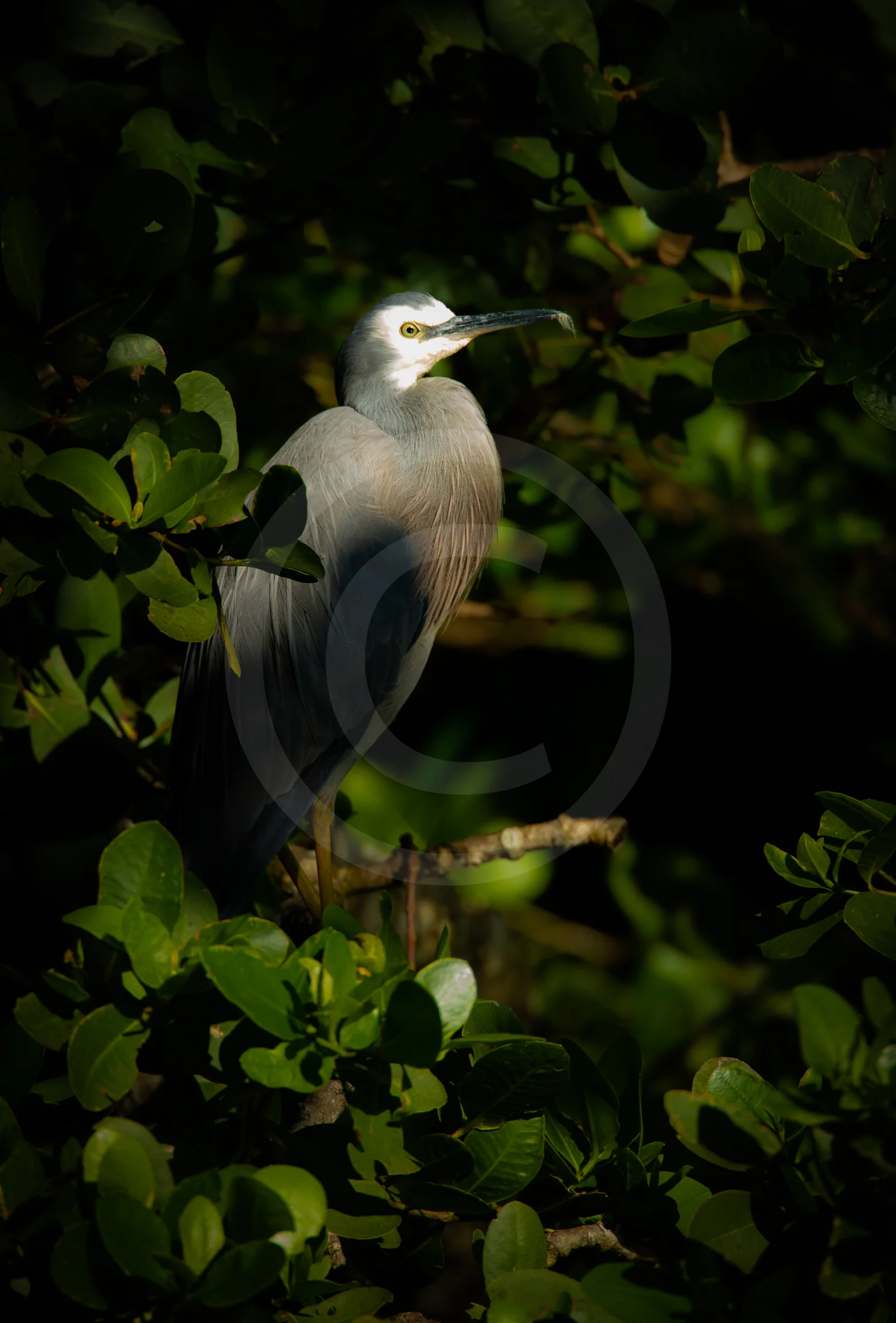 White-faced Heron "From the Shadows"