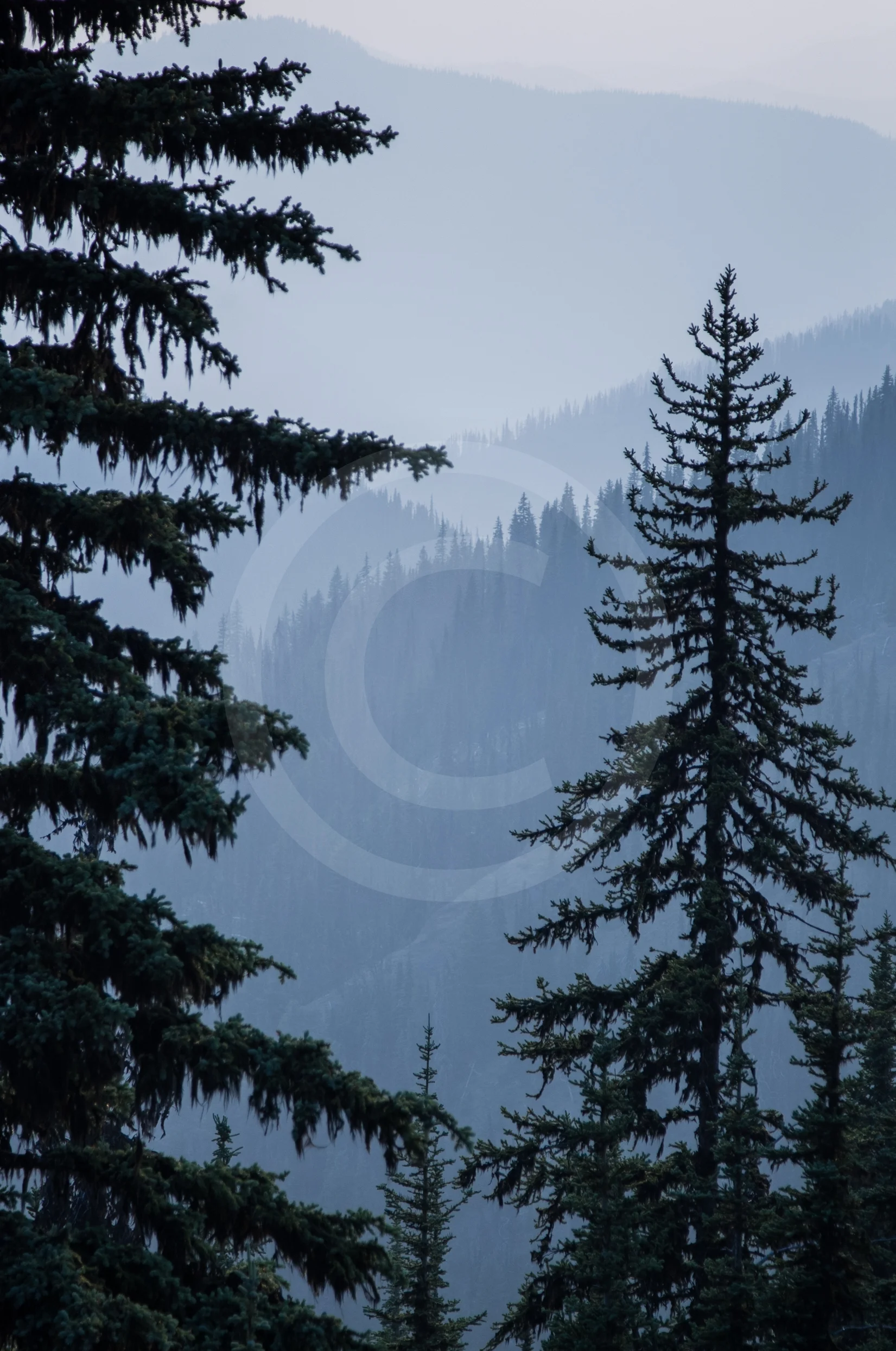 E.C. Manning Provincial Park "Layers"