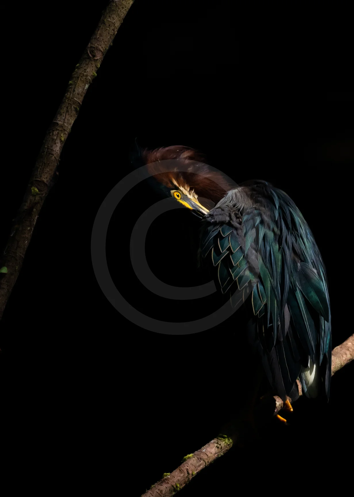 Green Heron "Showtime"