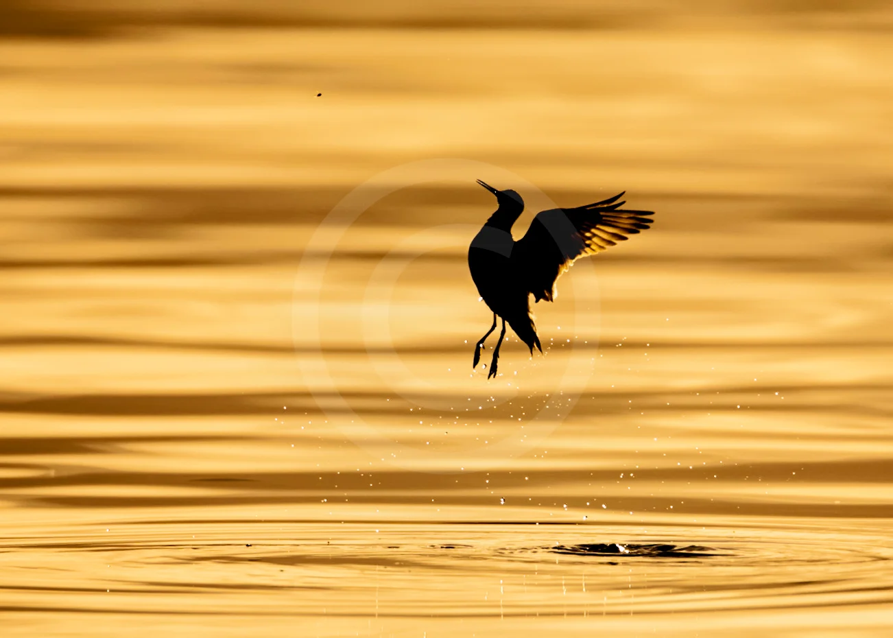 Red-necked Phalarope "Hunter"