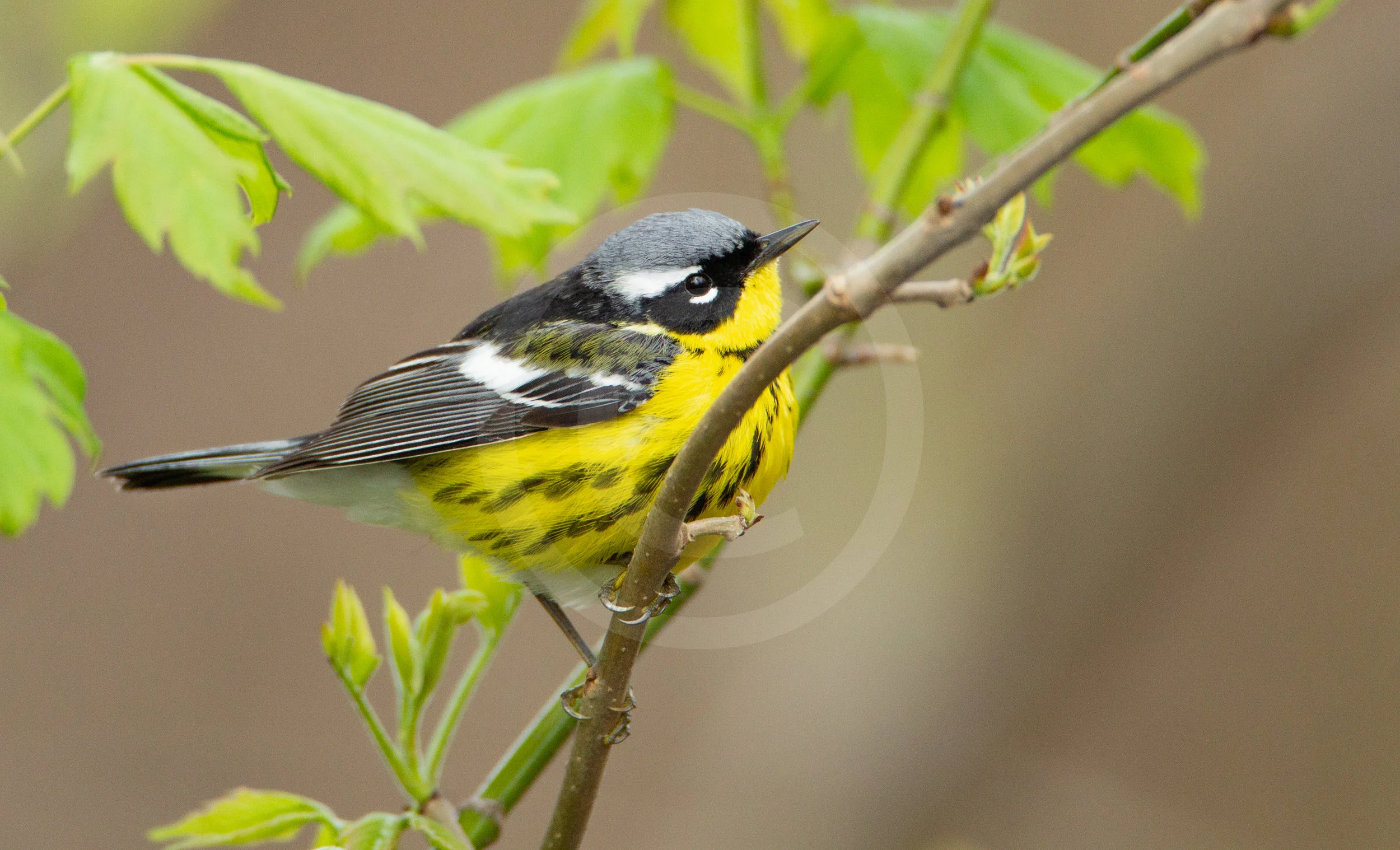 Magnolia Warbler