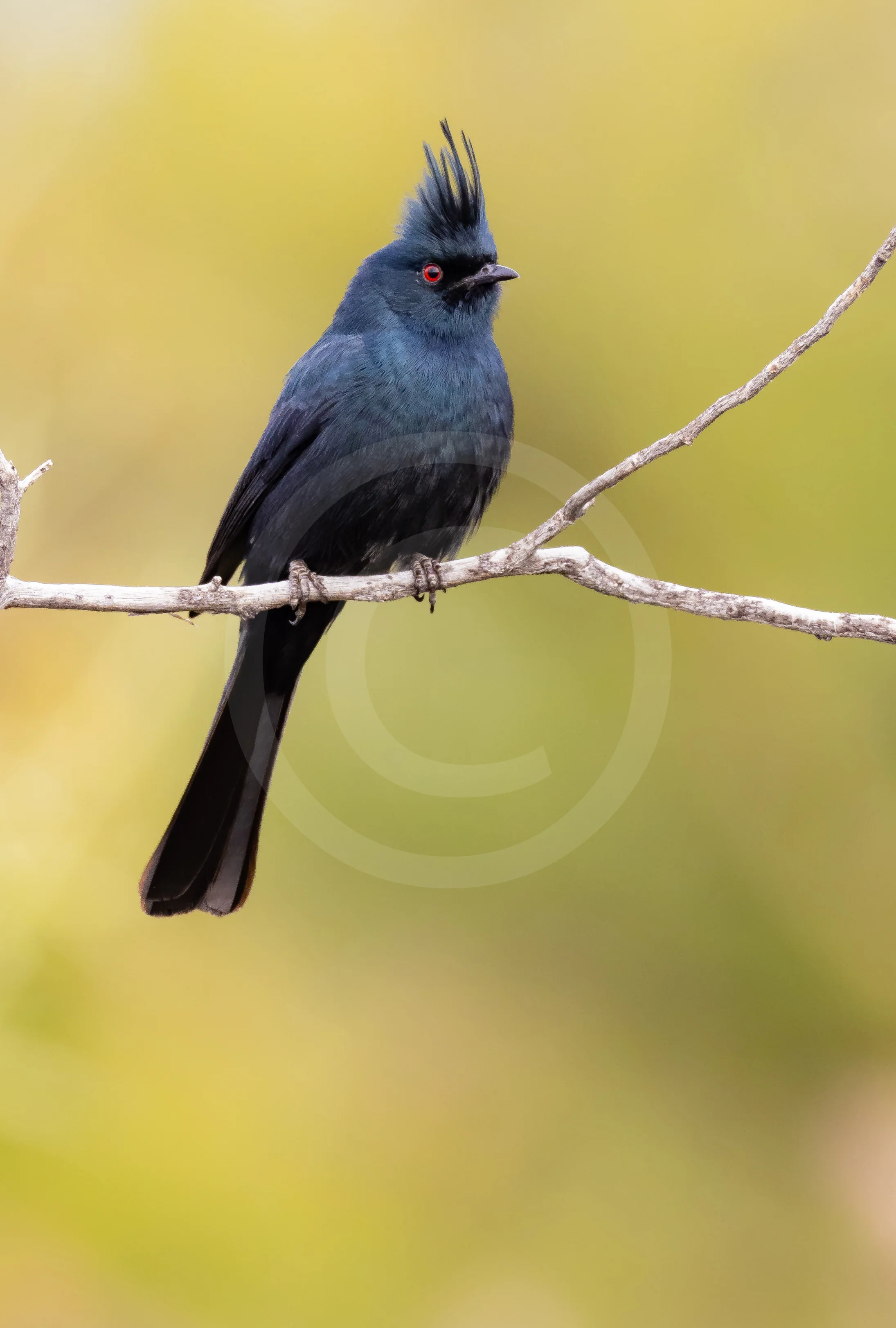 Phainopepla