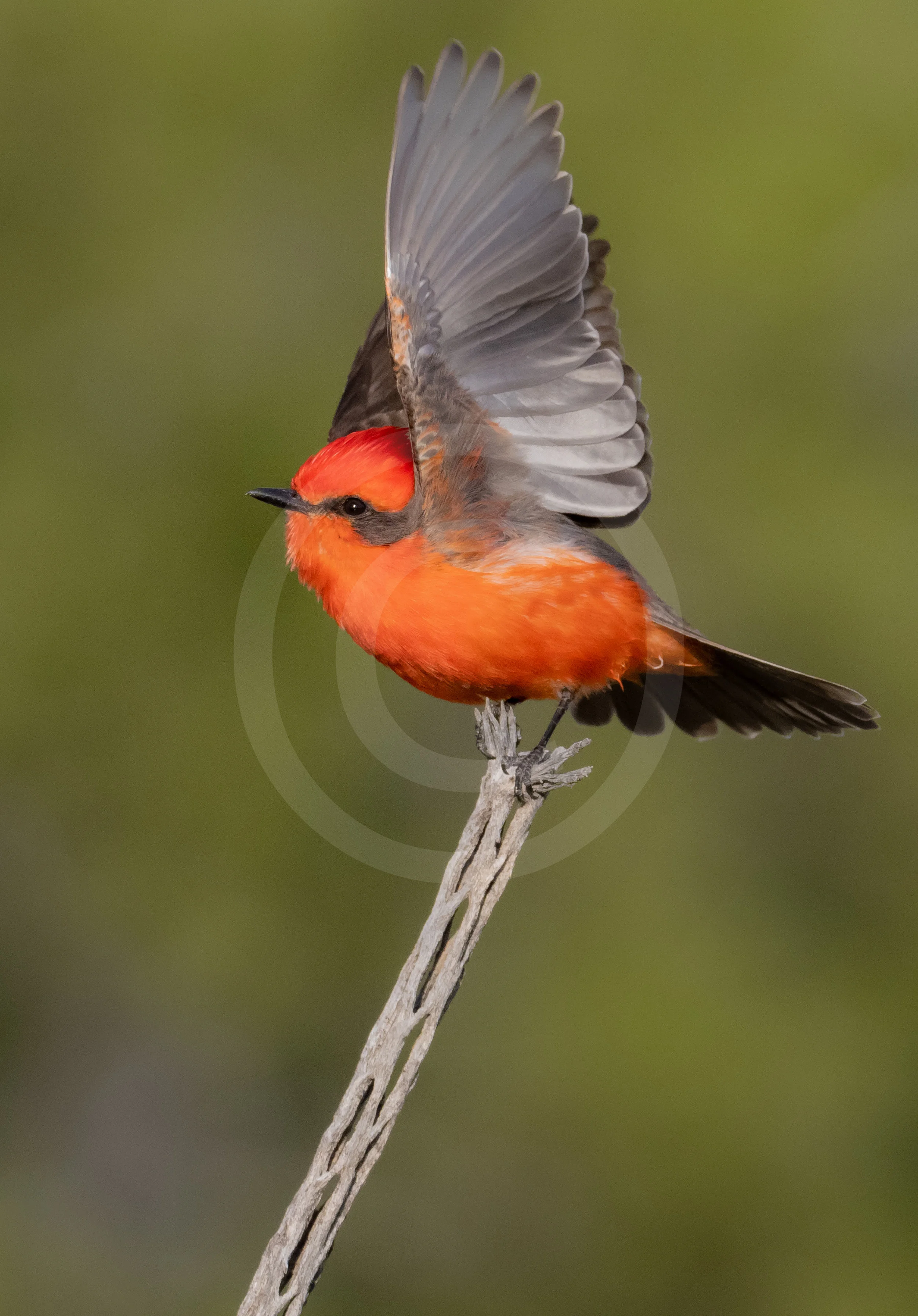 Vermillion Flycatcher