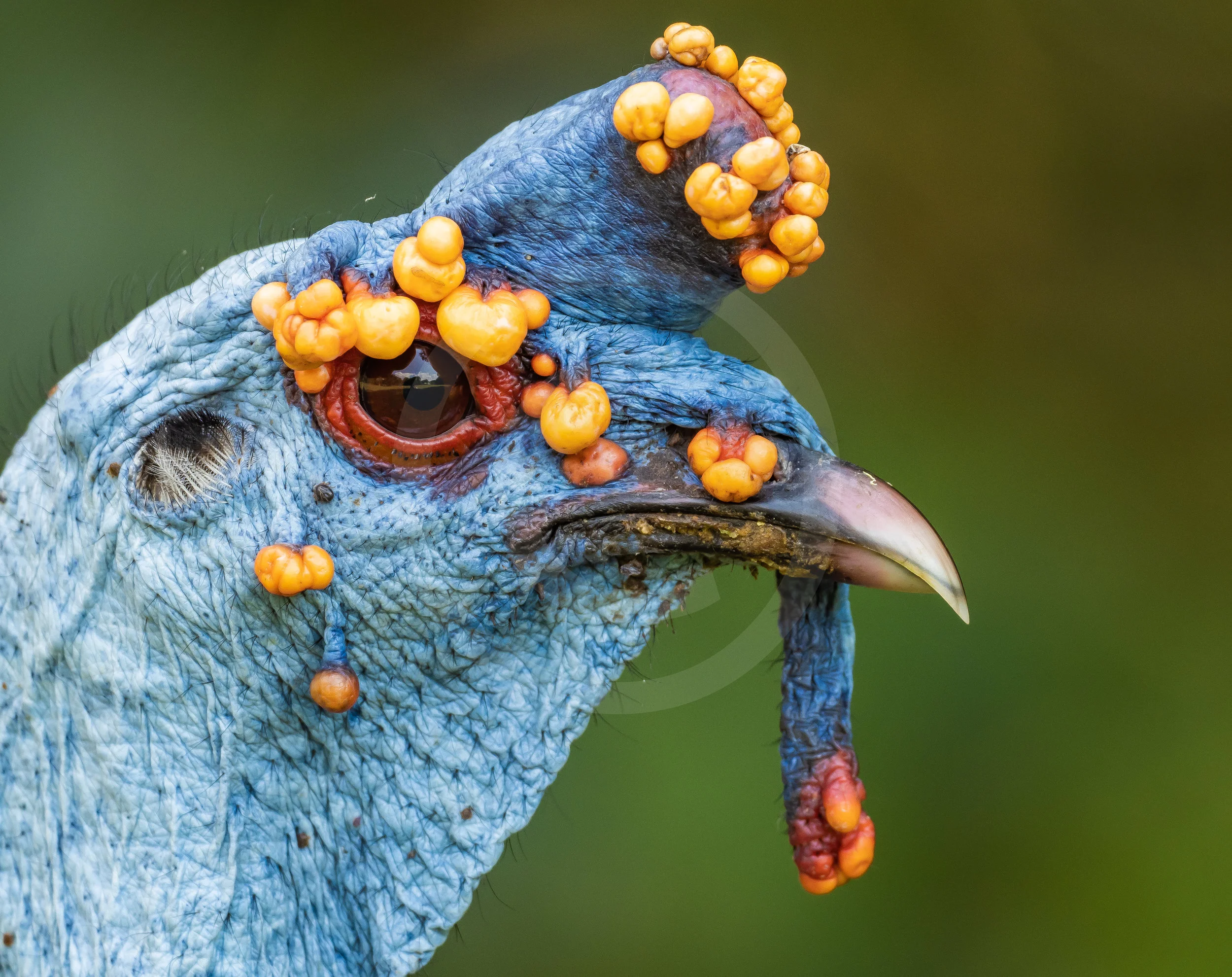 Ocellated Turkey