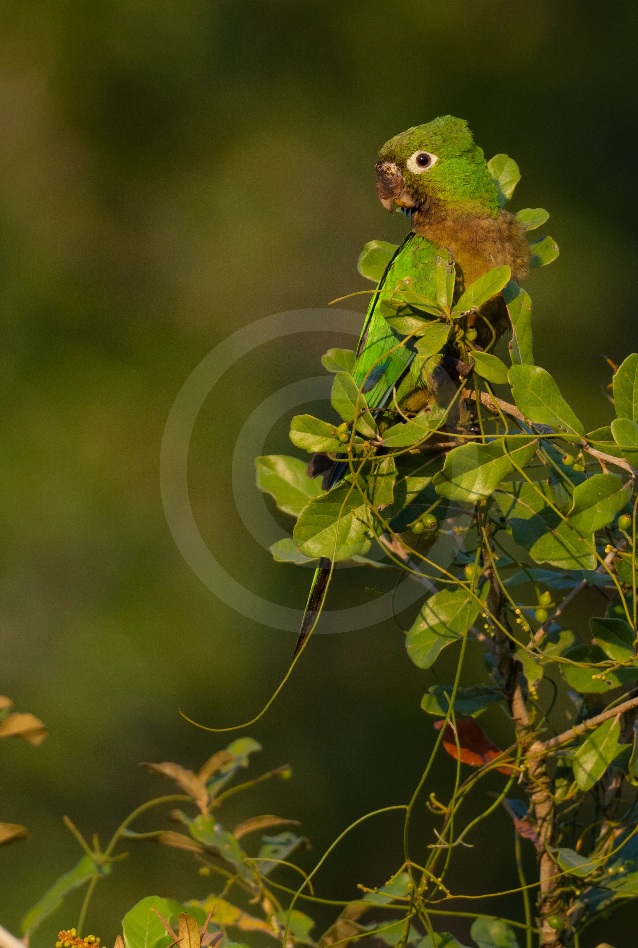 Olive-throated Parakeet
