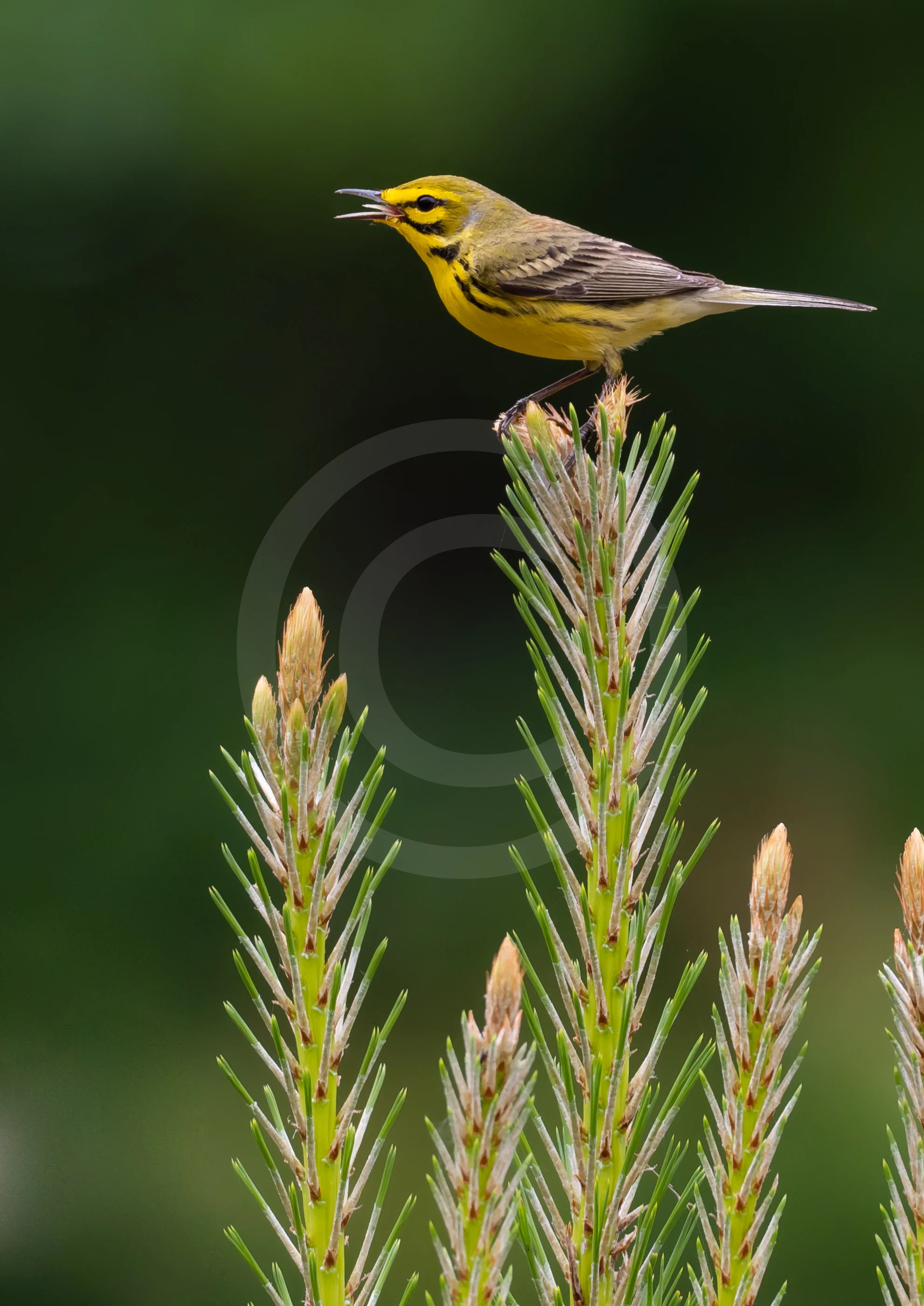 Prairie Warbler