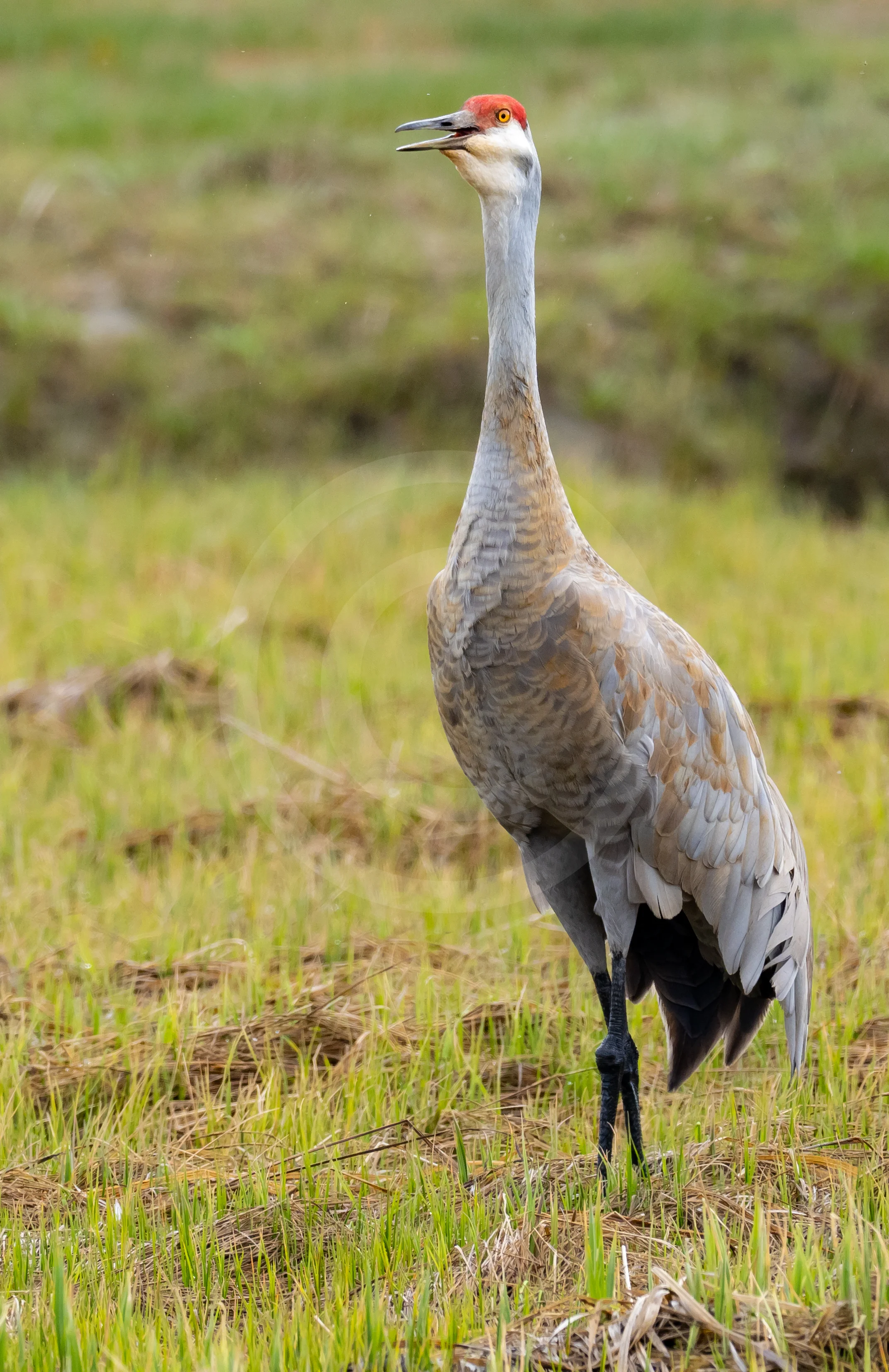 Sandhill Crane