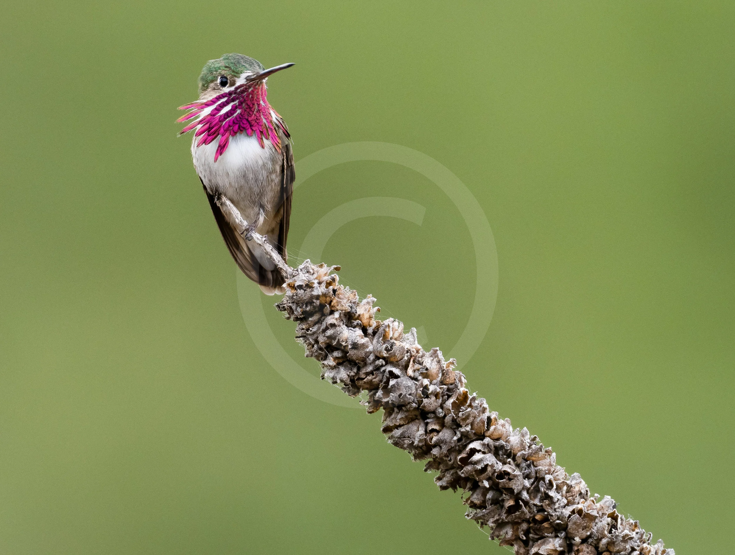 Calliope Hummingbird