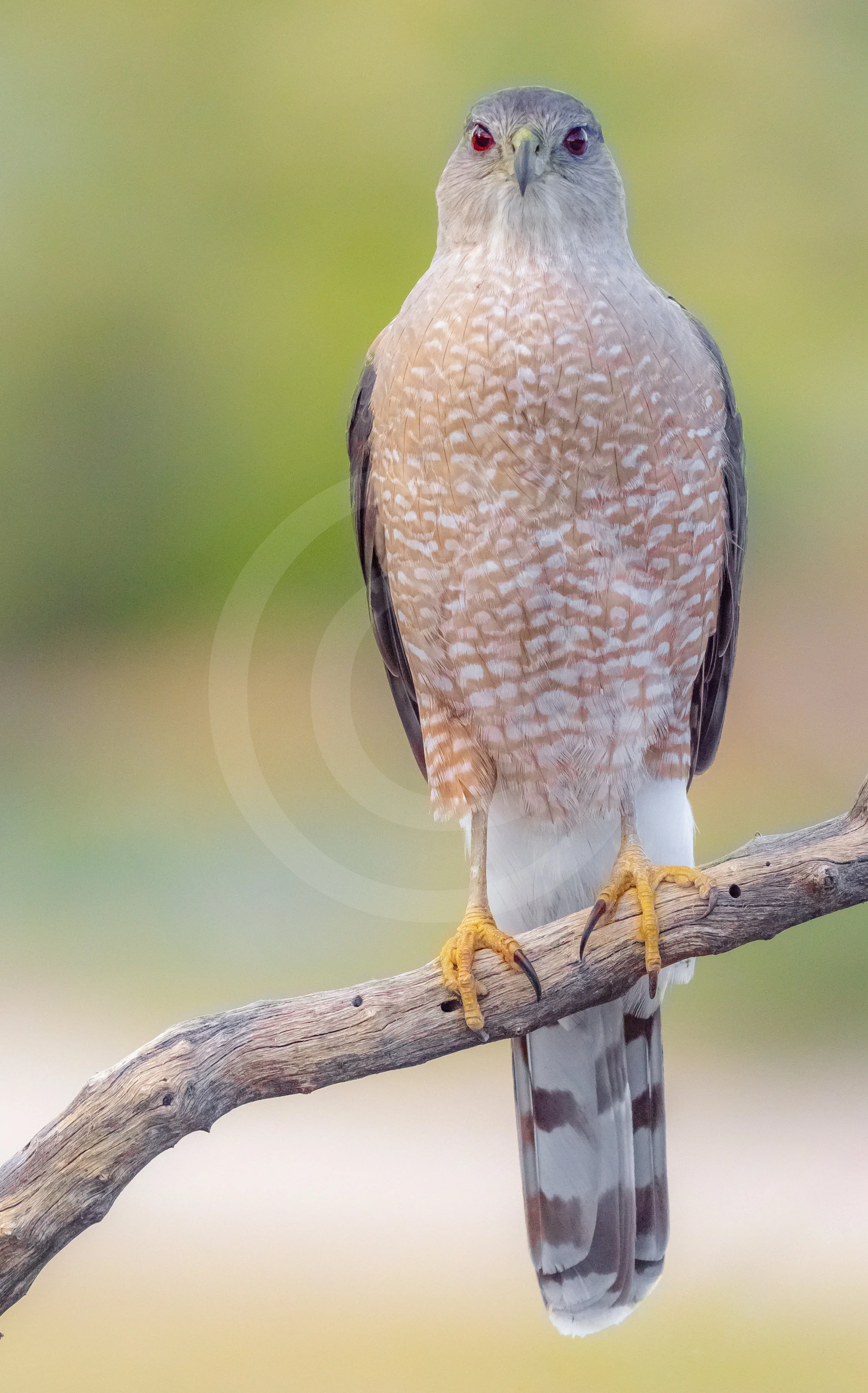 Cooper's Hawk