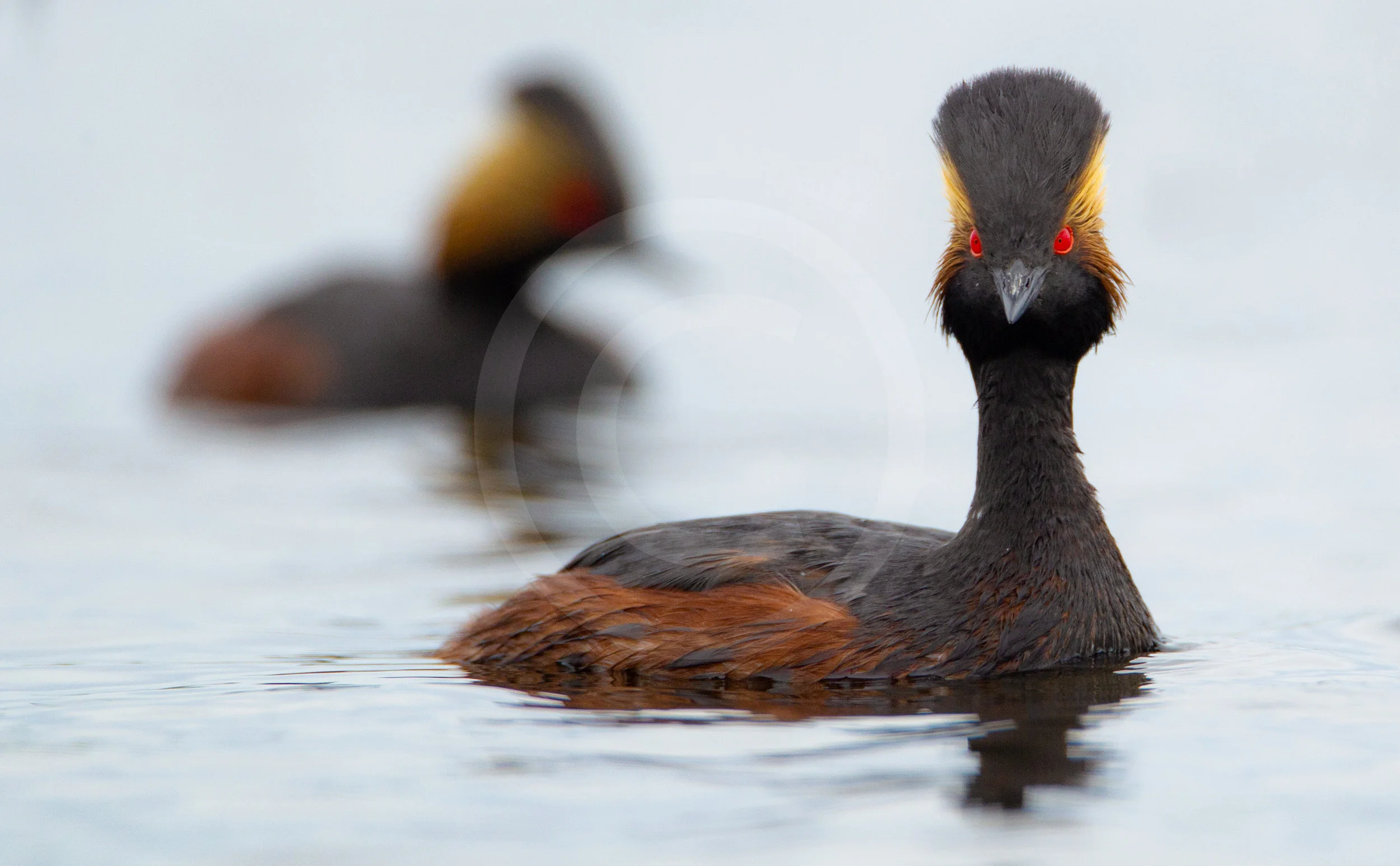 Eared Grebe