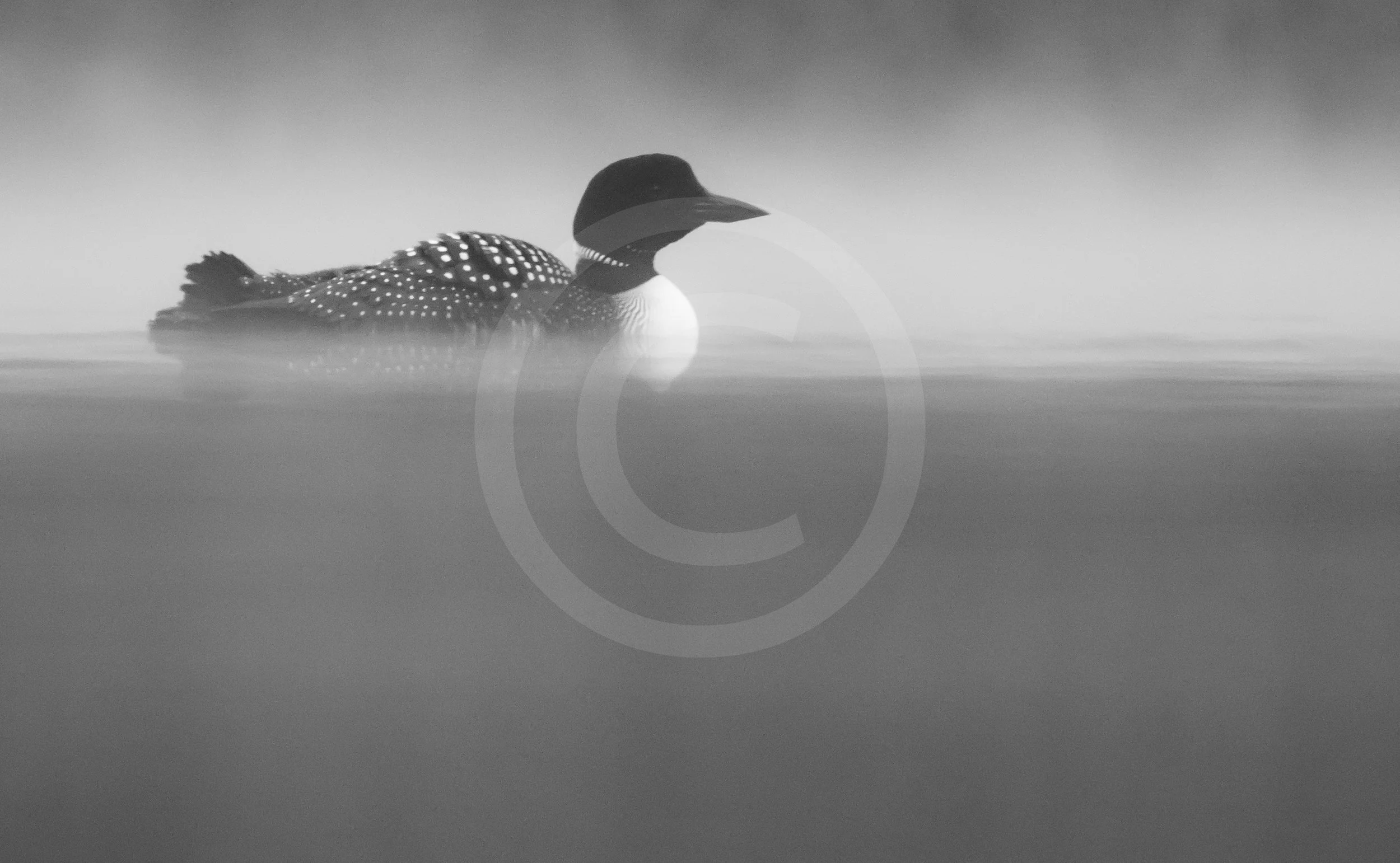 Common Loon