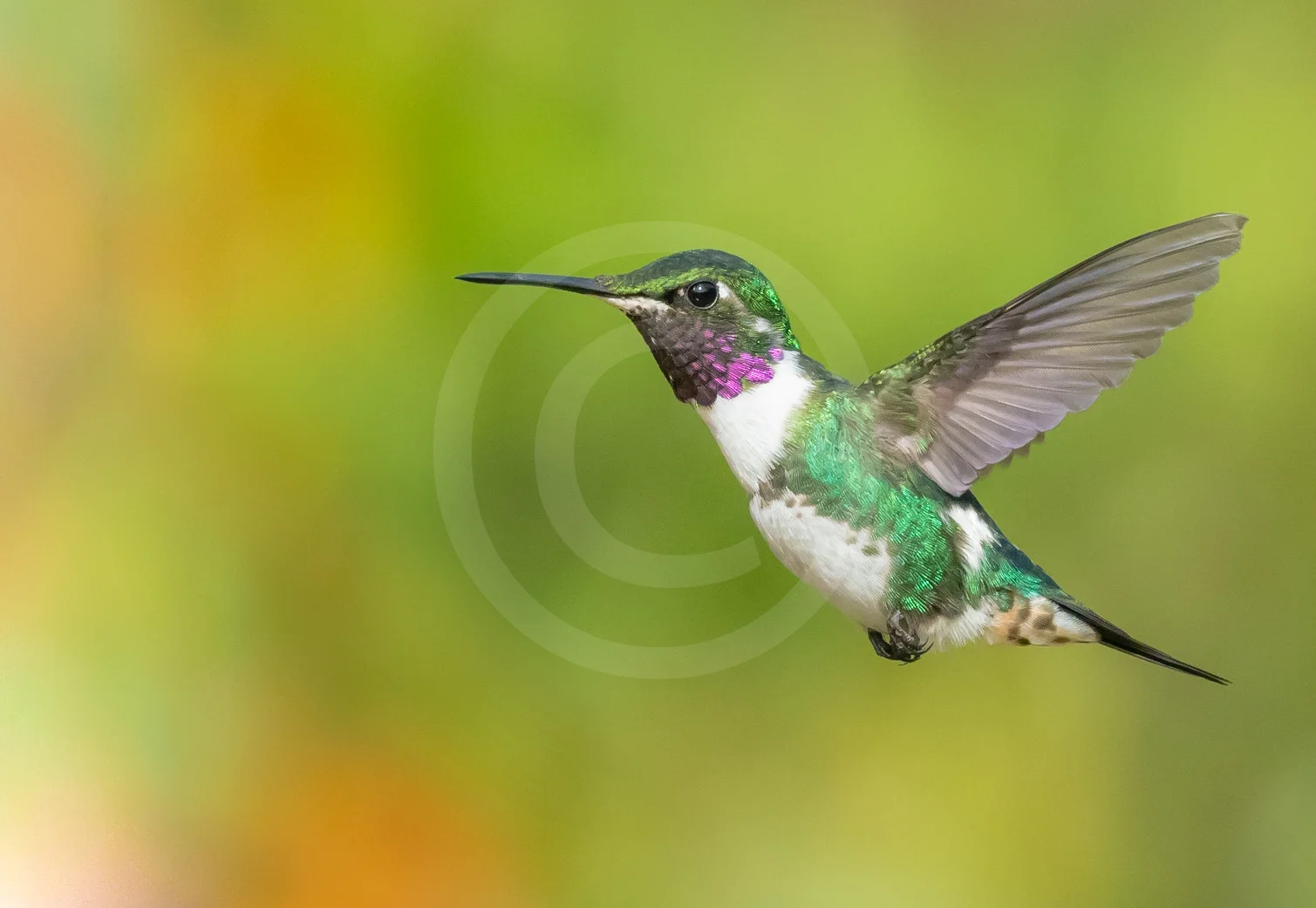 White-bellied Woodstar