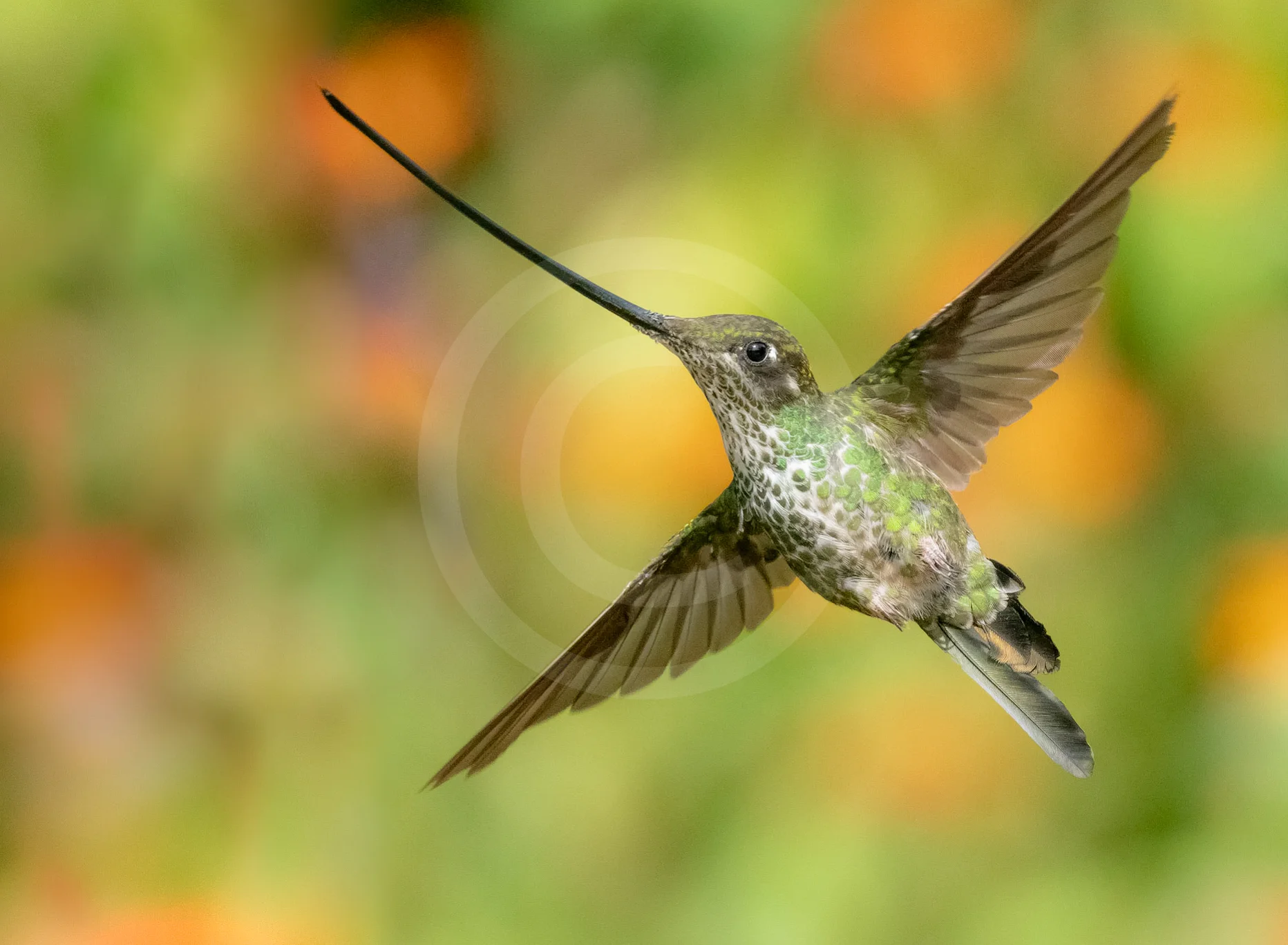 Sword-billed Hummingbird