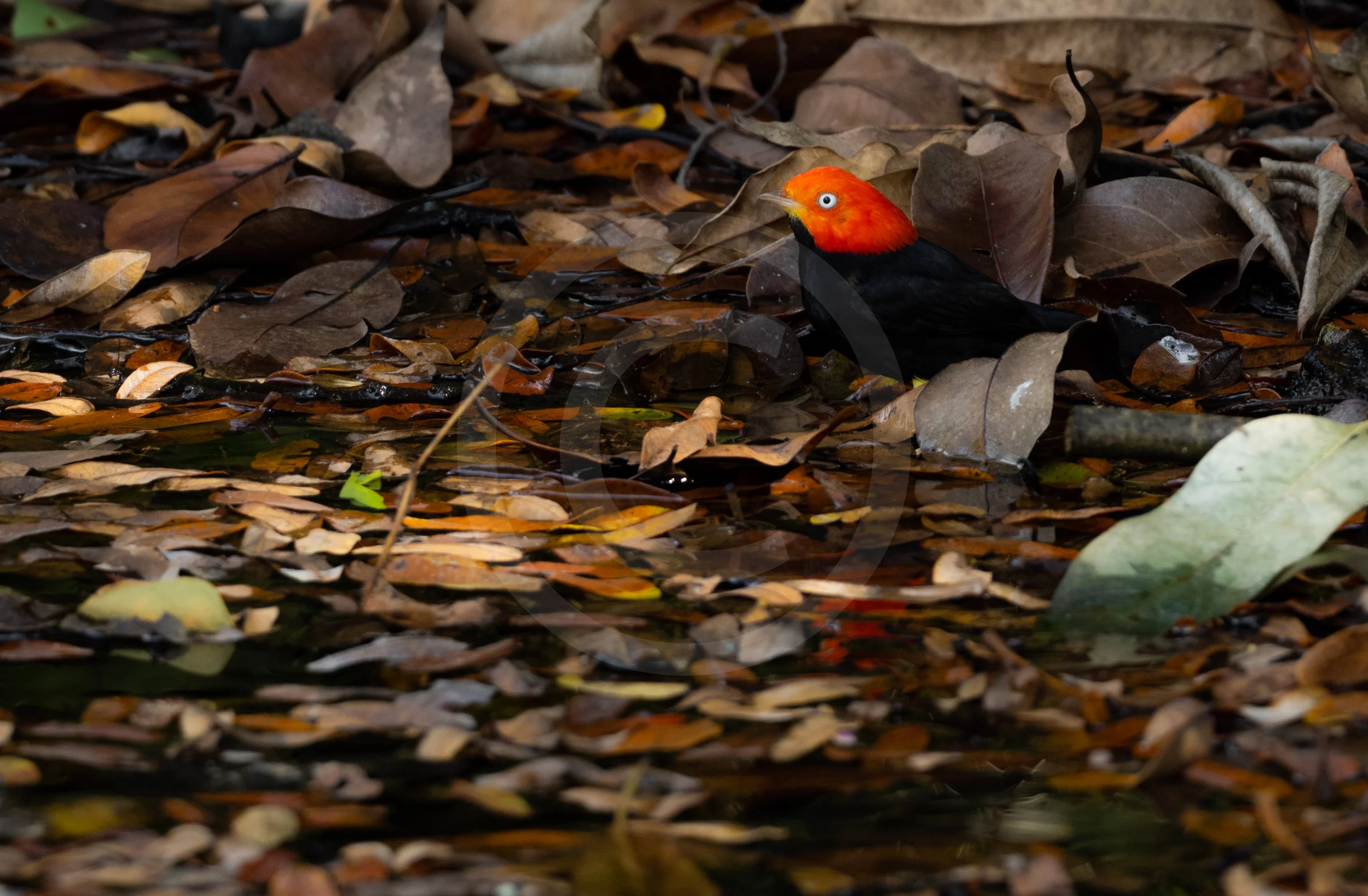 Red-capped Manakin