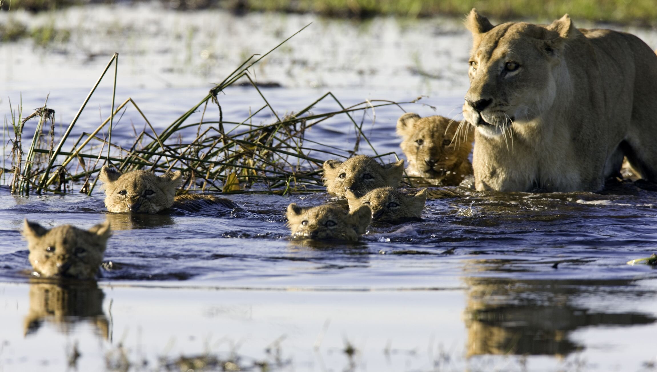 Okavango Delta Wildlife