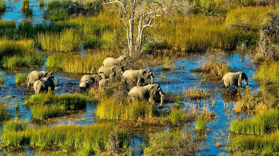 Okavango Delta Wildlife