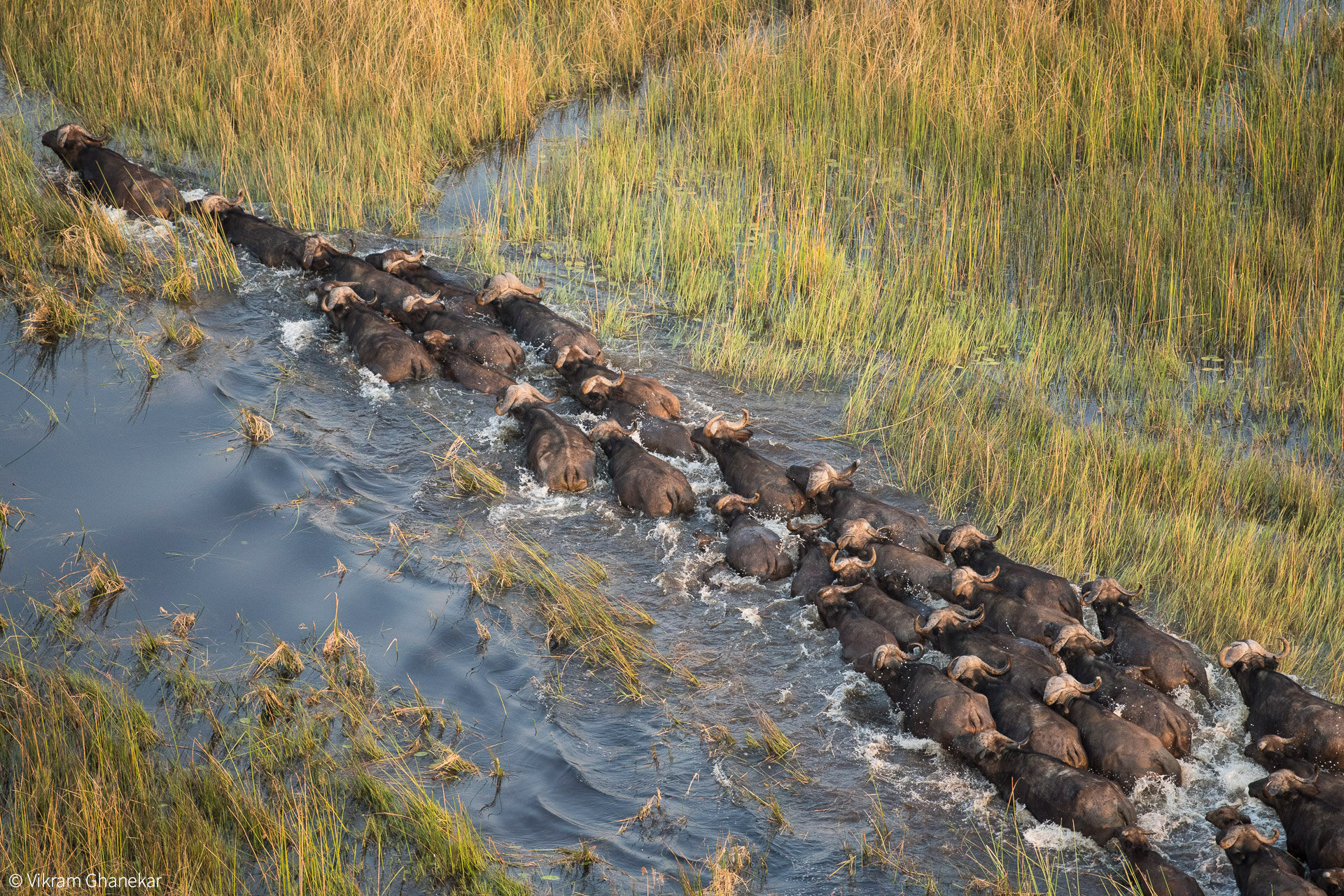 Okavango Delta Wildlife