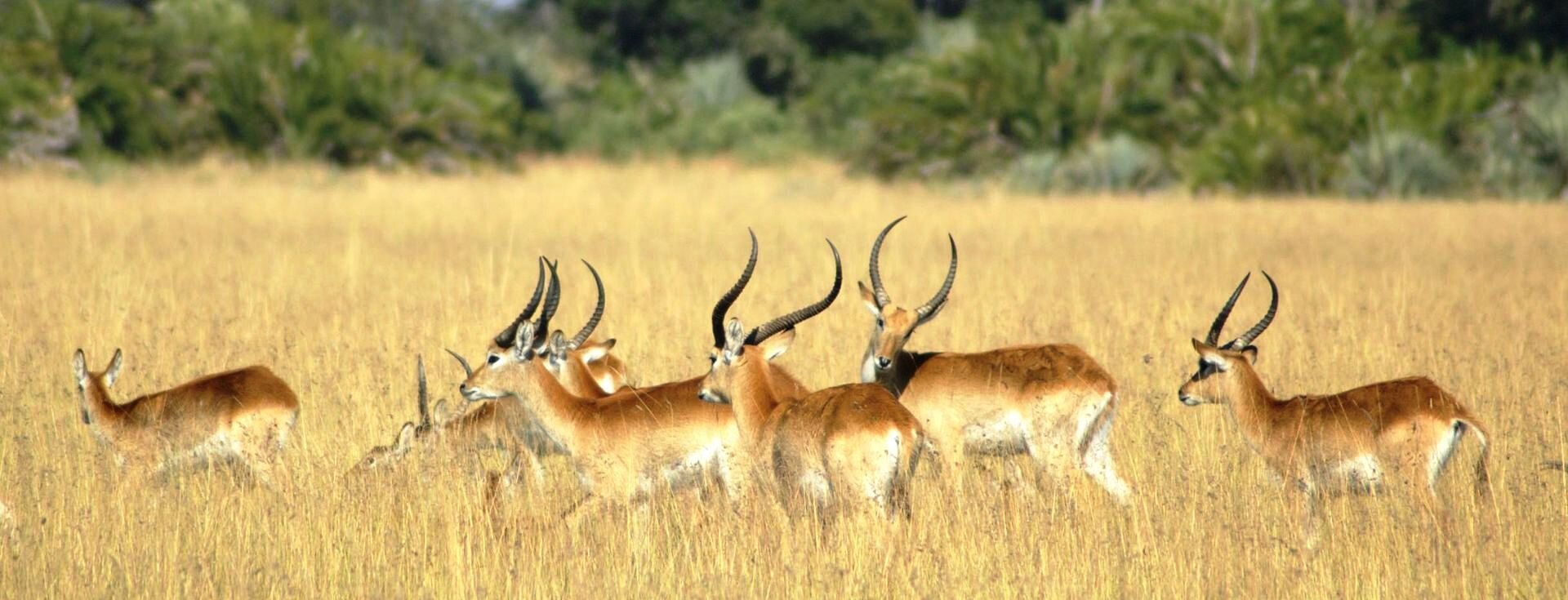 Okavango Delta Wildlife