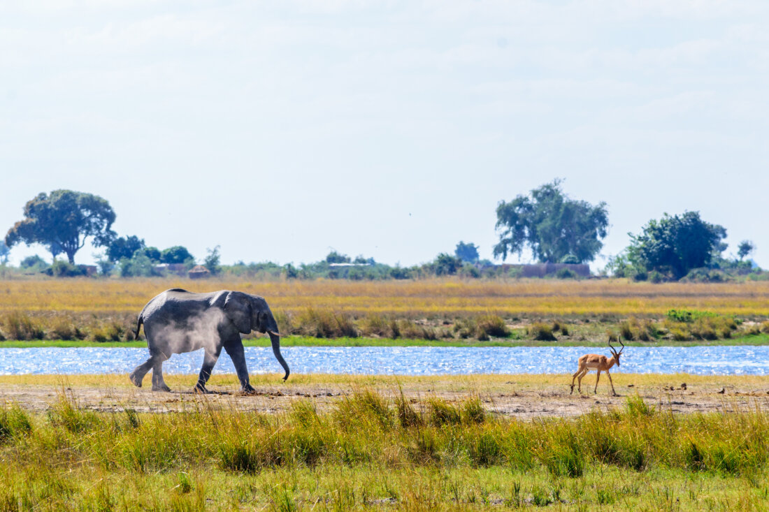 Okavango Delta Wildlife