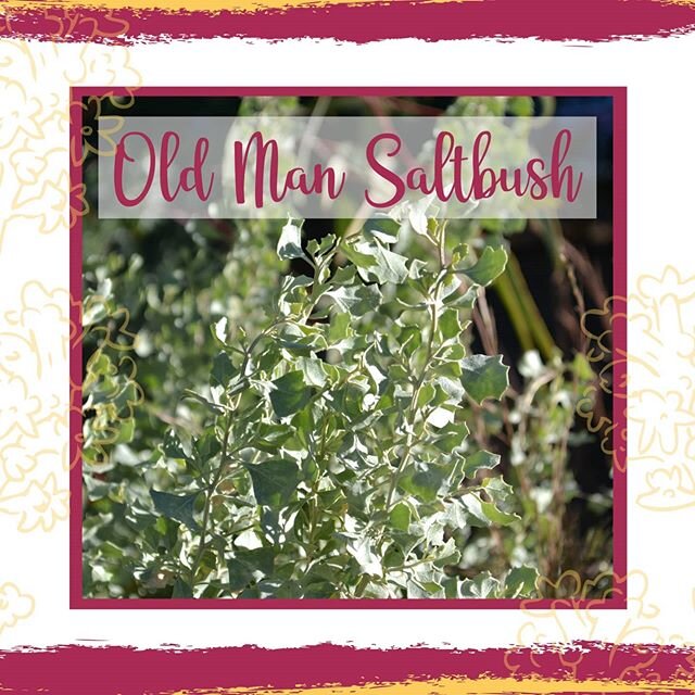 #Bushfood profile: Old Man Saltbush (Atriplex nummularia) is a fast growing #shrub #native to most parts of #Australia. 
#Traditionally, it was a #foodsource for #Aboriginal people. Its tiny seeds were collected and ground to make a #flour and then #