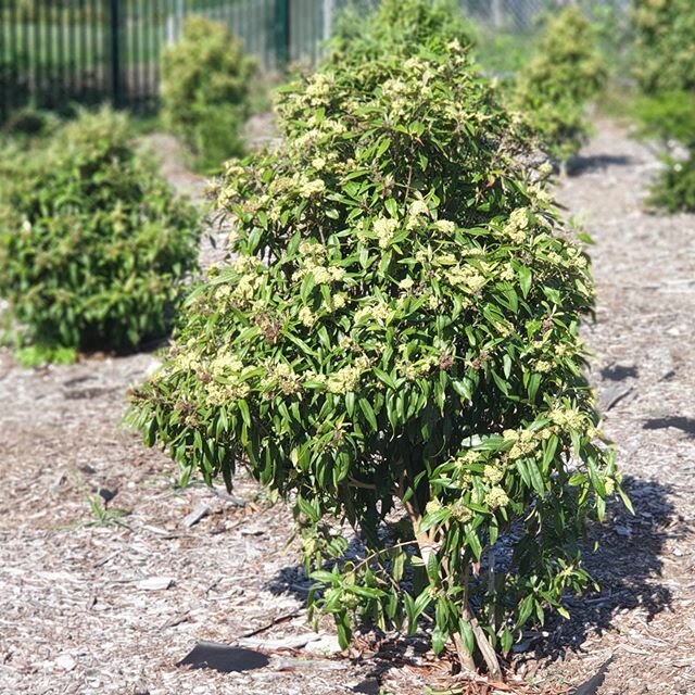 Today we were lucky to get a tour of @firsthandsolutions #native #Australian #nursery @indigigrow. These are some if their #beautiful #LemonMyrtle #shrubs in their #bushfood #garden at La Perouse Primary School next door.

#Indigenousbusiness #indige