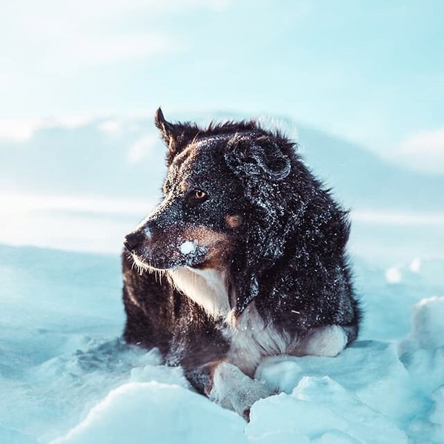 Trofast turkamerat -------- #avisakulingen #mel&oslash;ytettp&aring; #dogs #dogsofinstagram #summit #dntmeloyturlag #turistforeningen #mel&oslash;yturlag #visitmel&oslash;y #visitbod&oslash; #bod&oslash;ivinden #bestoftheday