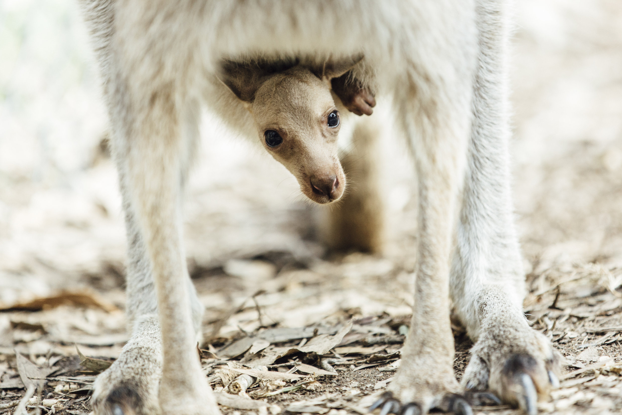  Baby Kangaroo.&nbsp;Australia, 2017. 