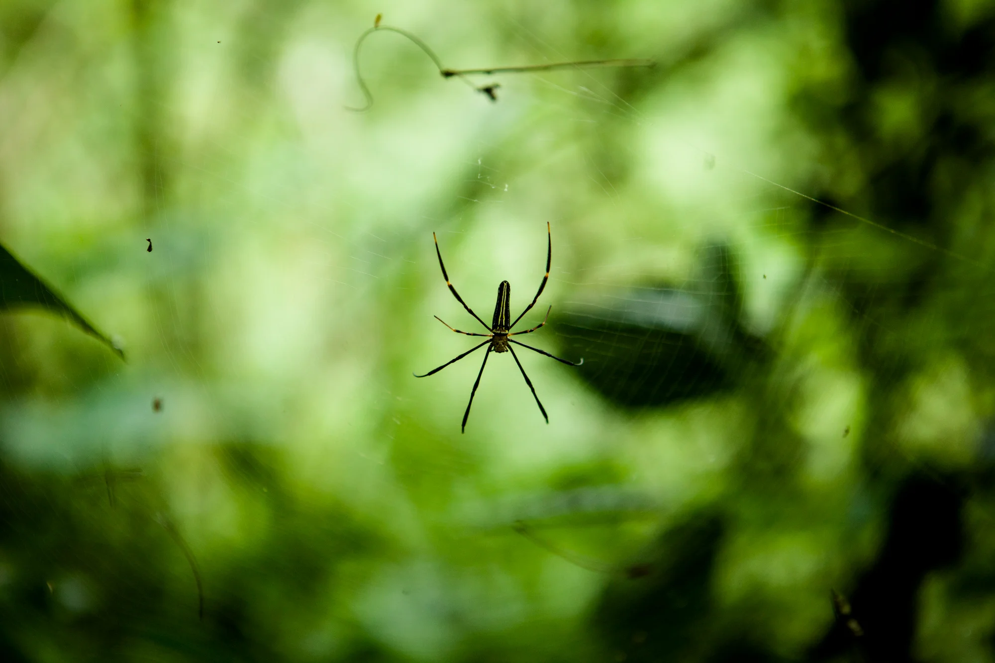  Spider. Bali, 2015. 