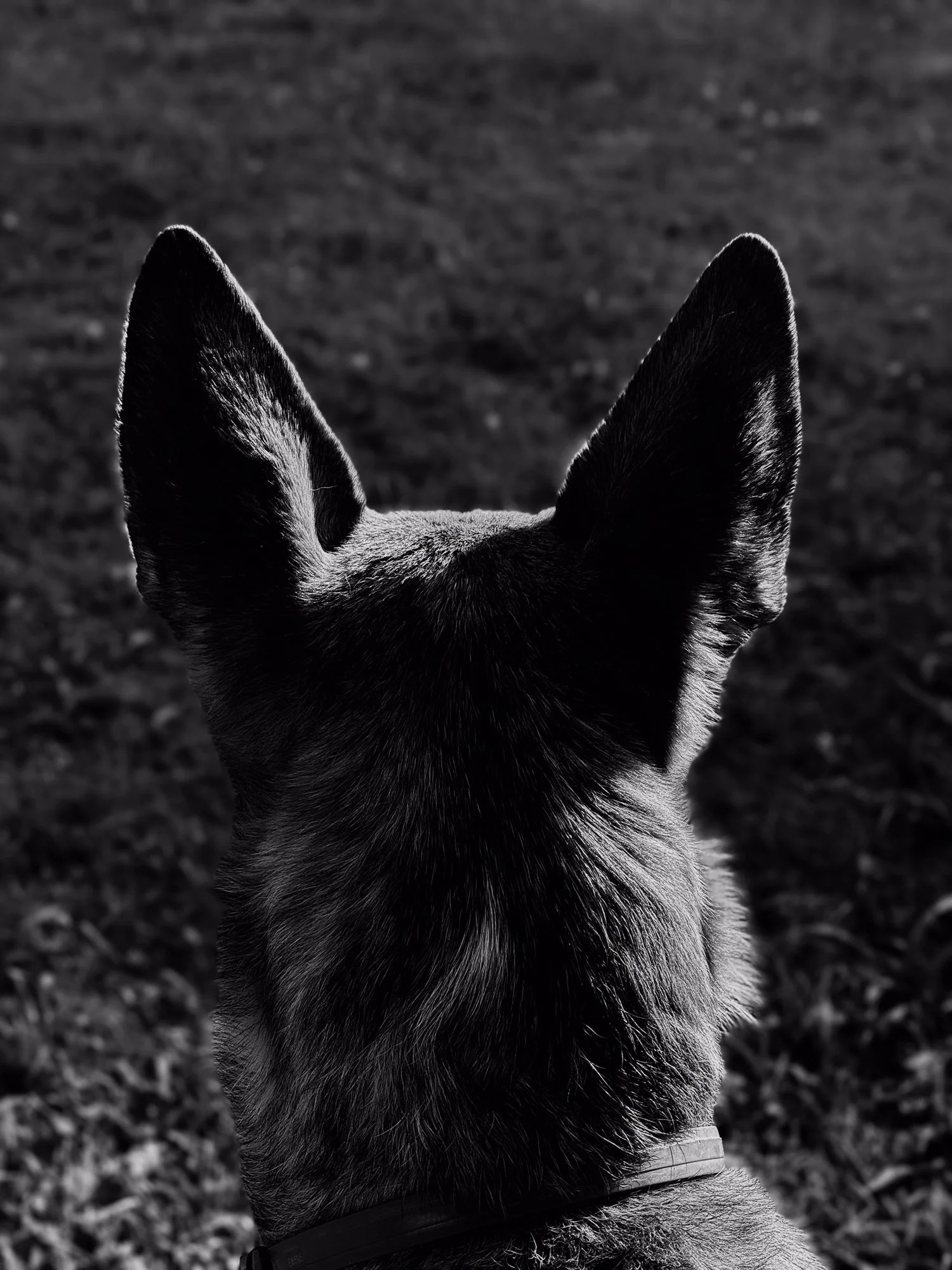 PONGO ©BSP IMG_7393.jpg