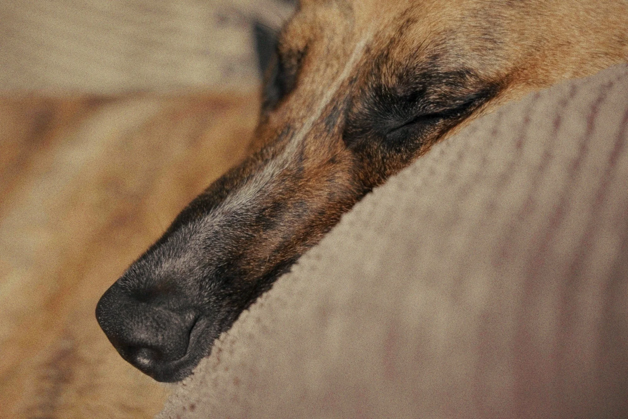 PONGO ©BSP 165249.jpg