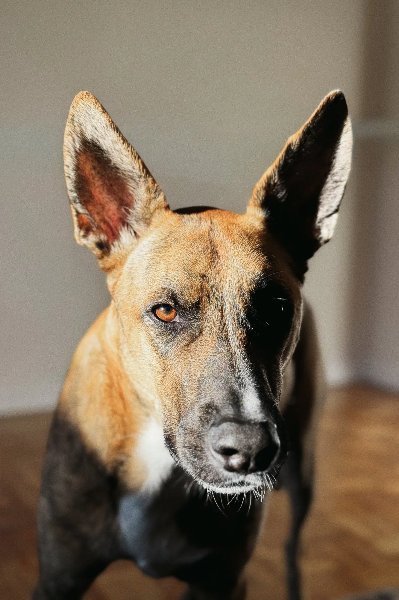 PONGO ©BSP IMG_9693.jpg