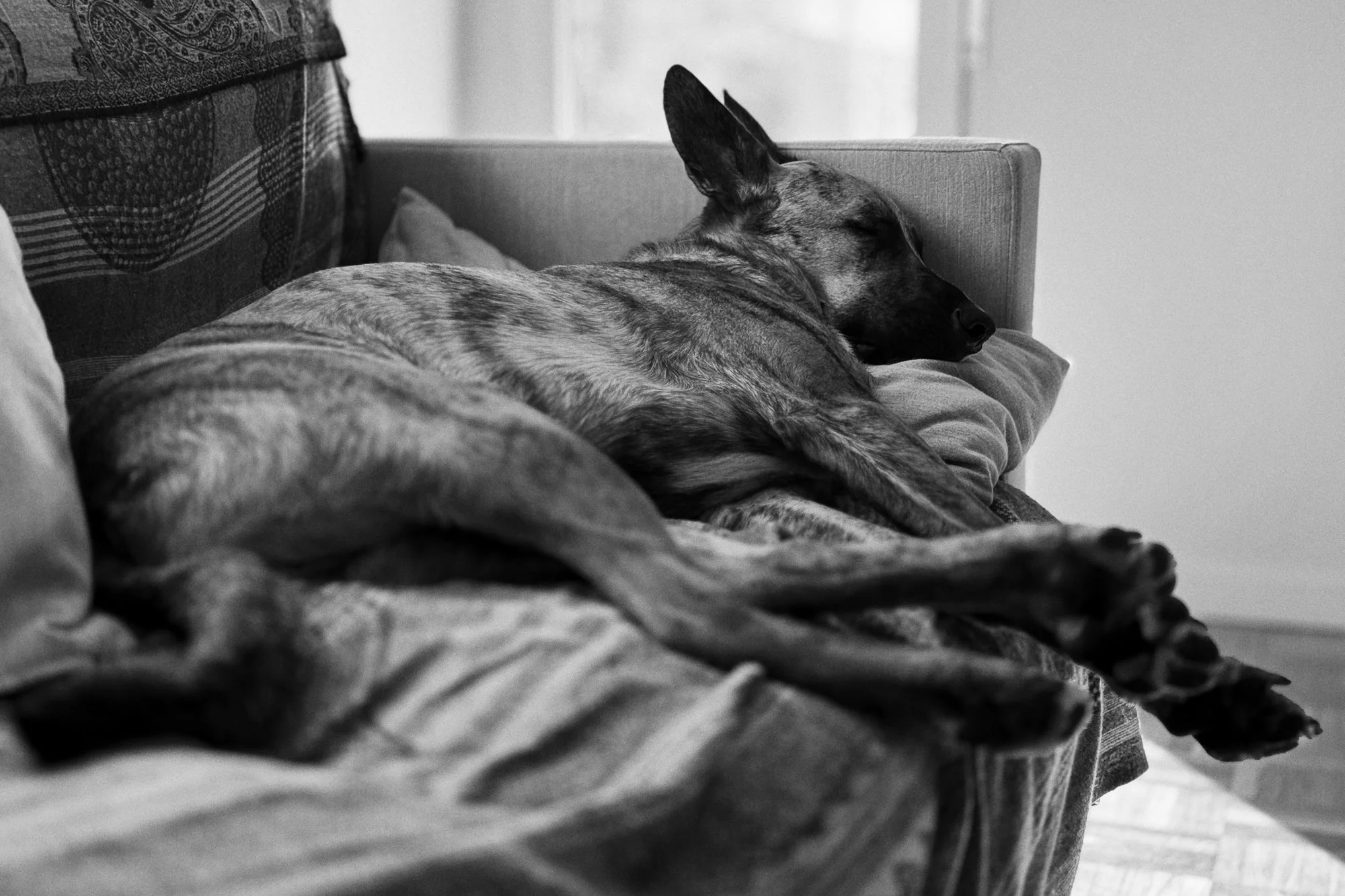 PONGO ©BSP IMG_9700.jpg