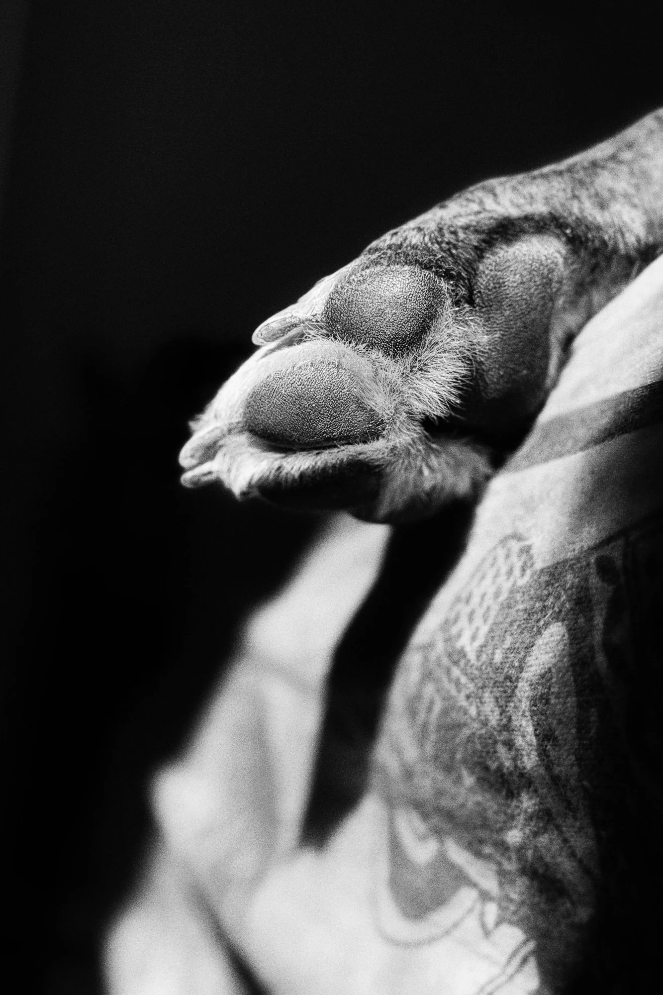 PONGO ©BSP IMG_9708.jpg