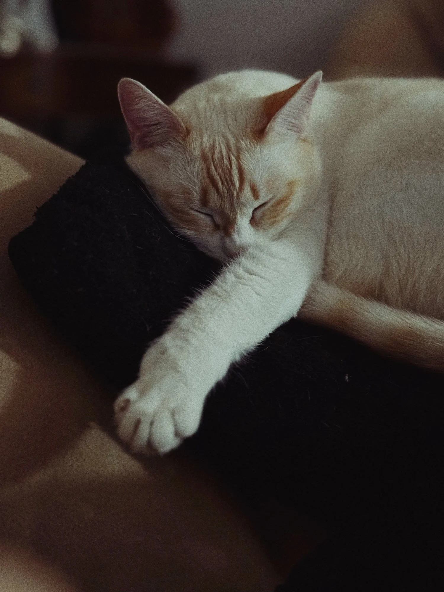 VISUAL DIARY ©BSP IMG_0077.jpg