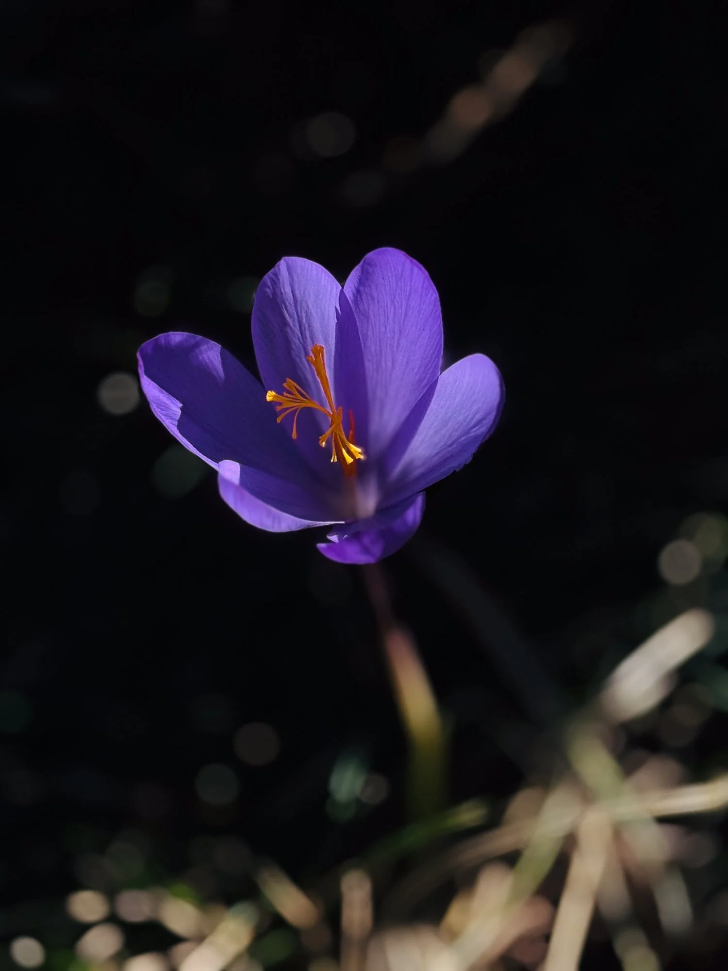 VISUAL DIARY ©BSP IMG_8367.jpg