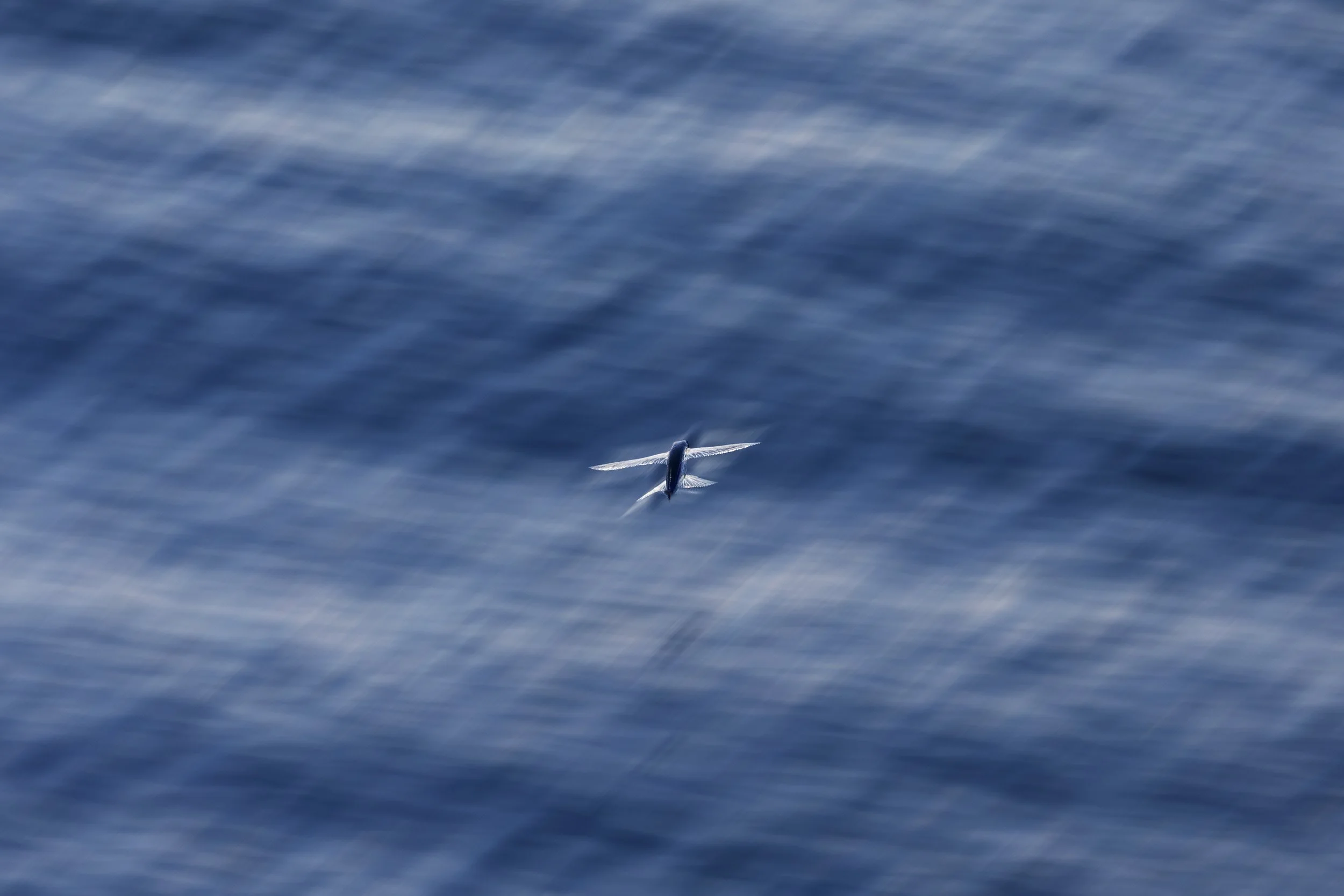  Flying fish. Greenpeace Esperanza Ship for the Protect The Oceans: Lost City Leg. ©Bárbara Sánchez Palomero 