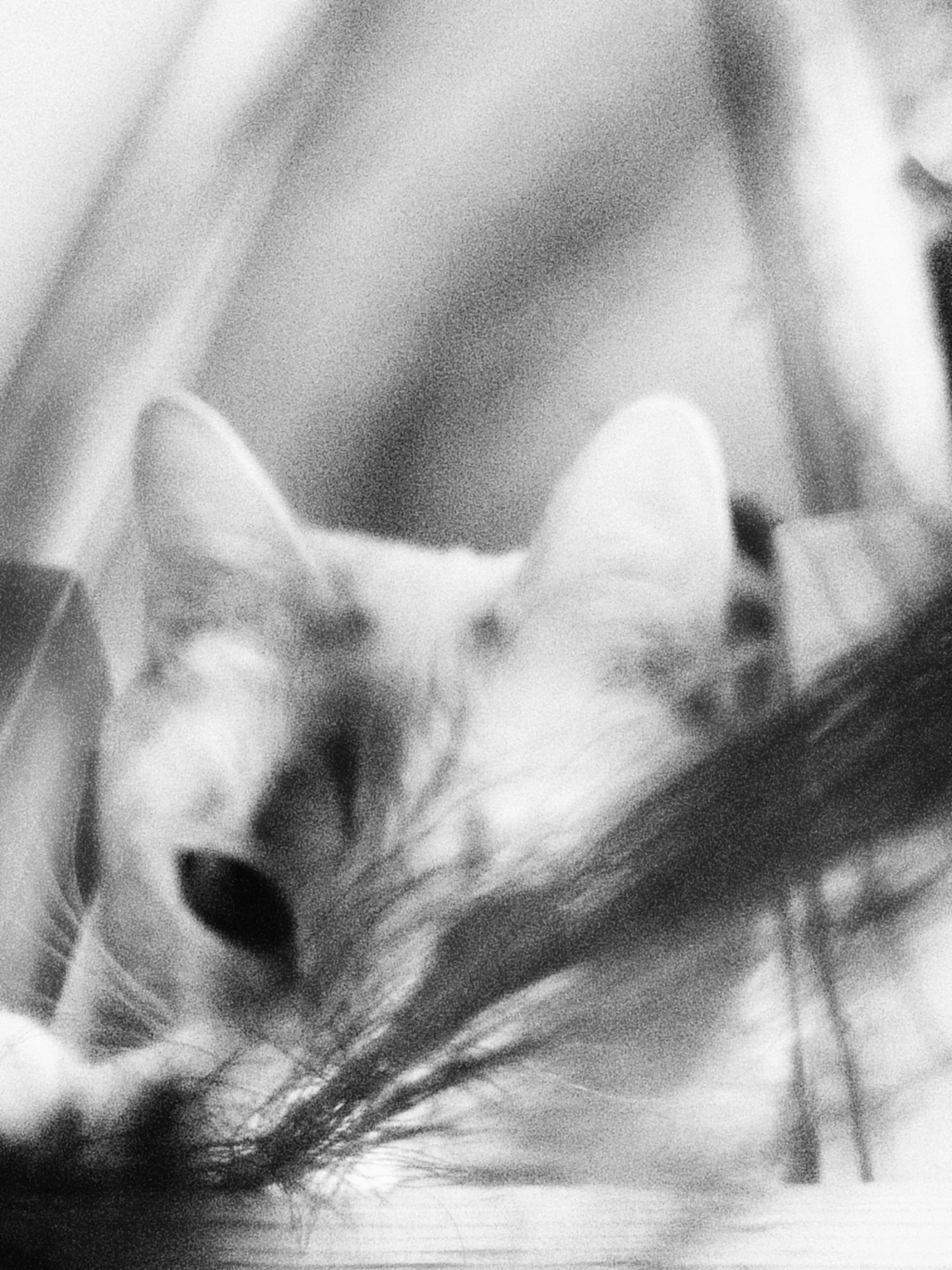 VISUAL DIARY ©BSP IMG_2039.jpg