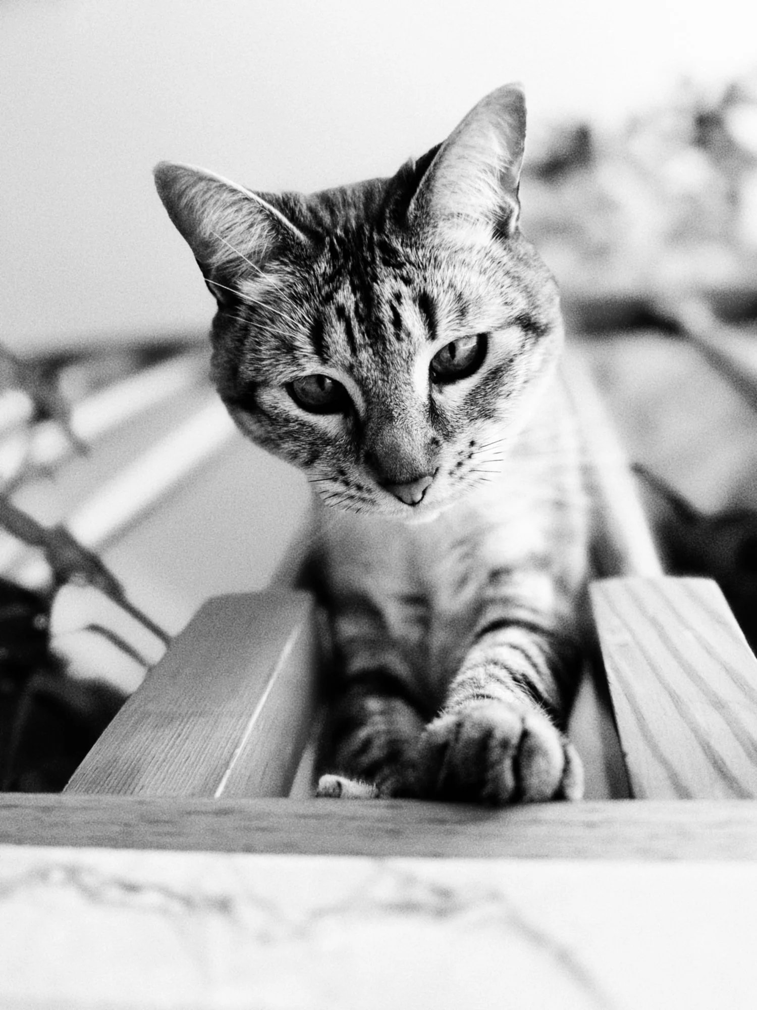 VISUAL DIARY ©BSP IMG_2051_SnapseedCopy.jpg