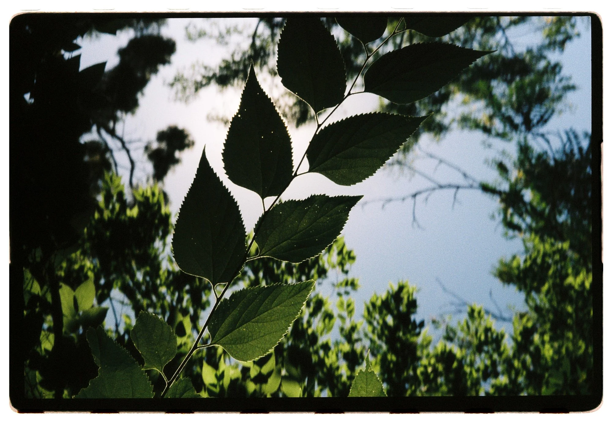 KodakGold200_26.jpg