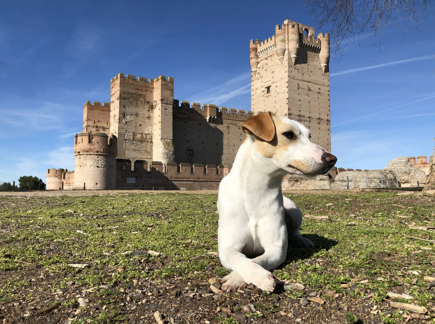 pipper medina del campo.jpg